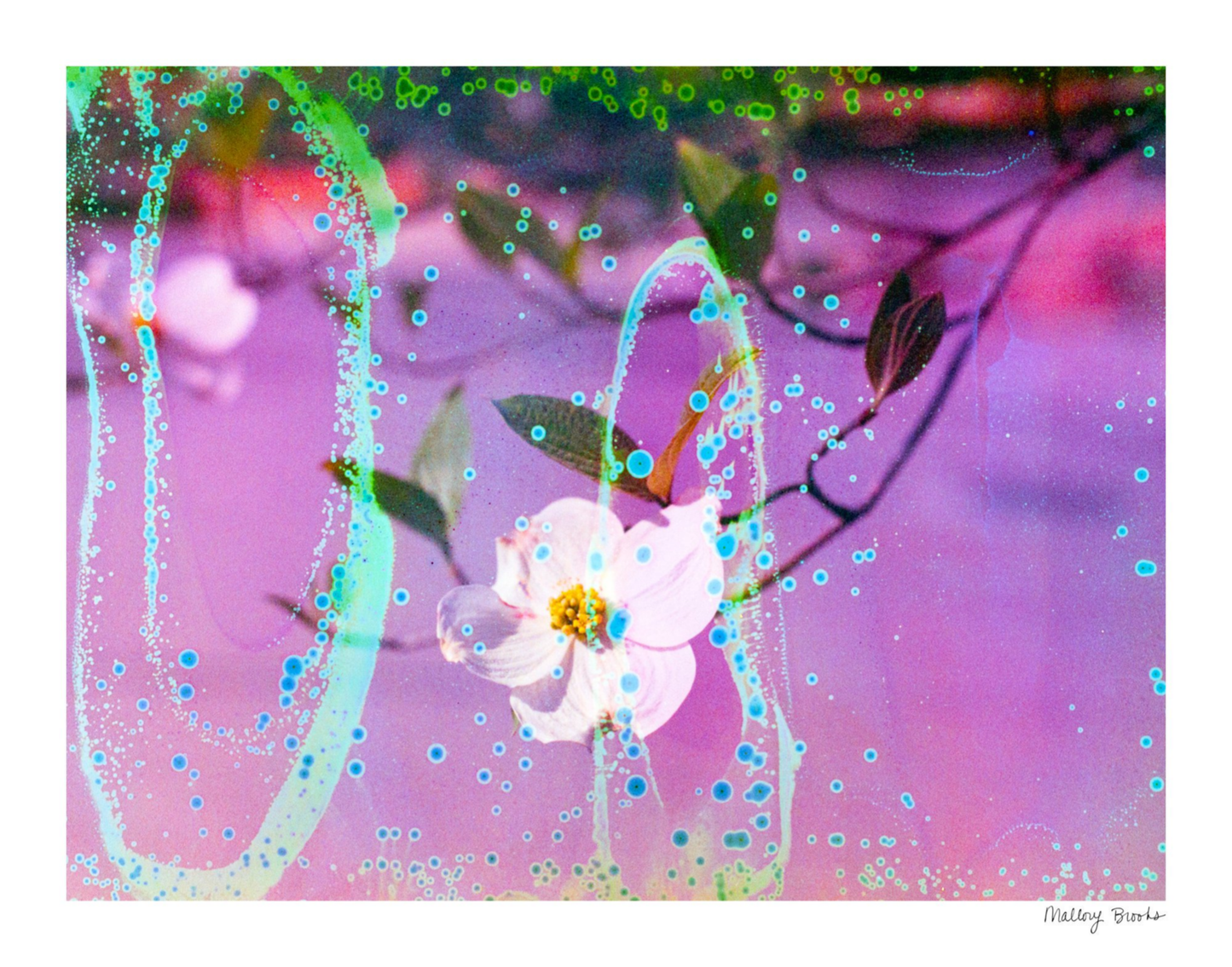 Electric Dogwoods No. 10