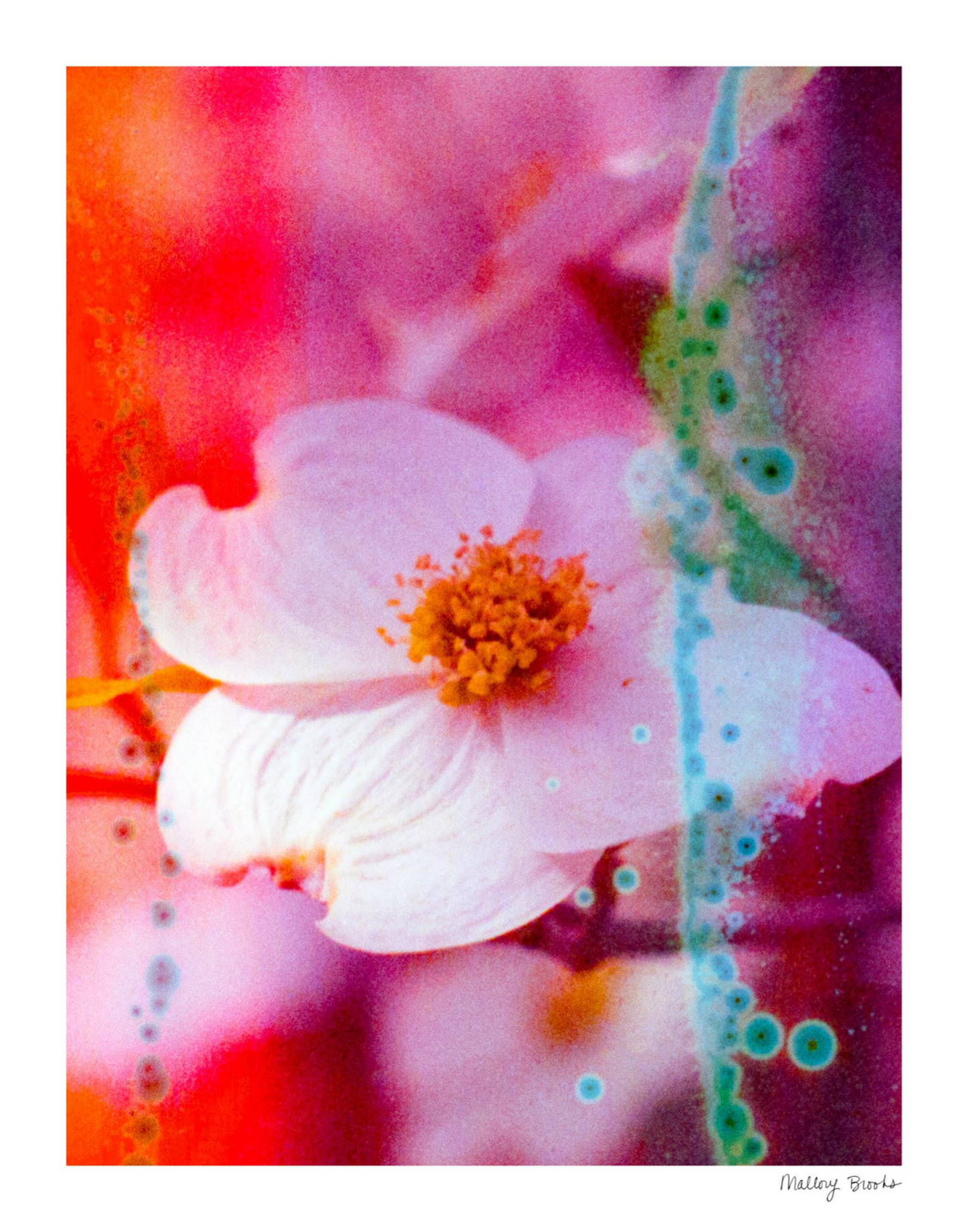 Electric Dogwoods No. 2