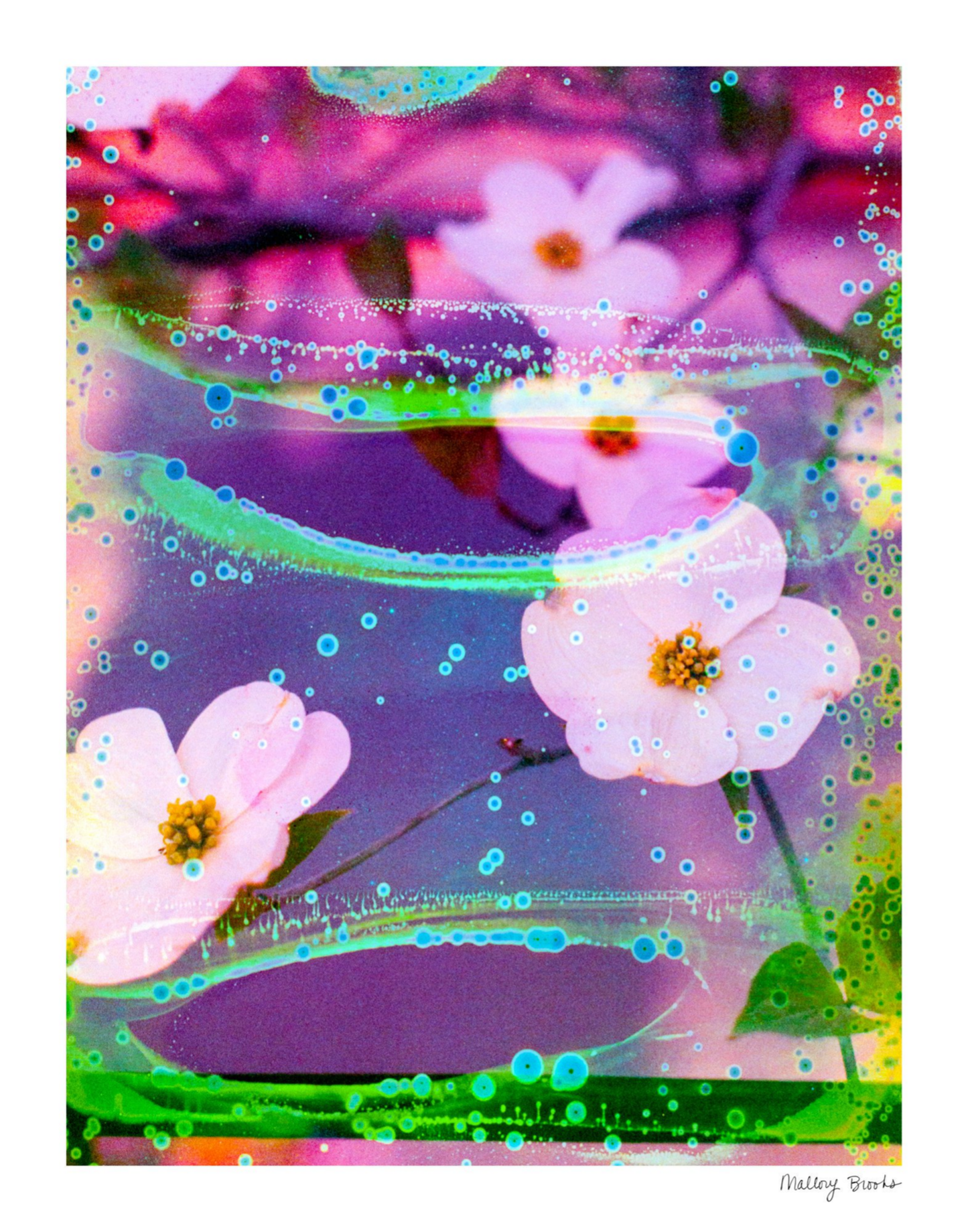 Electric Dogwoods No. 3