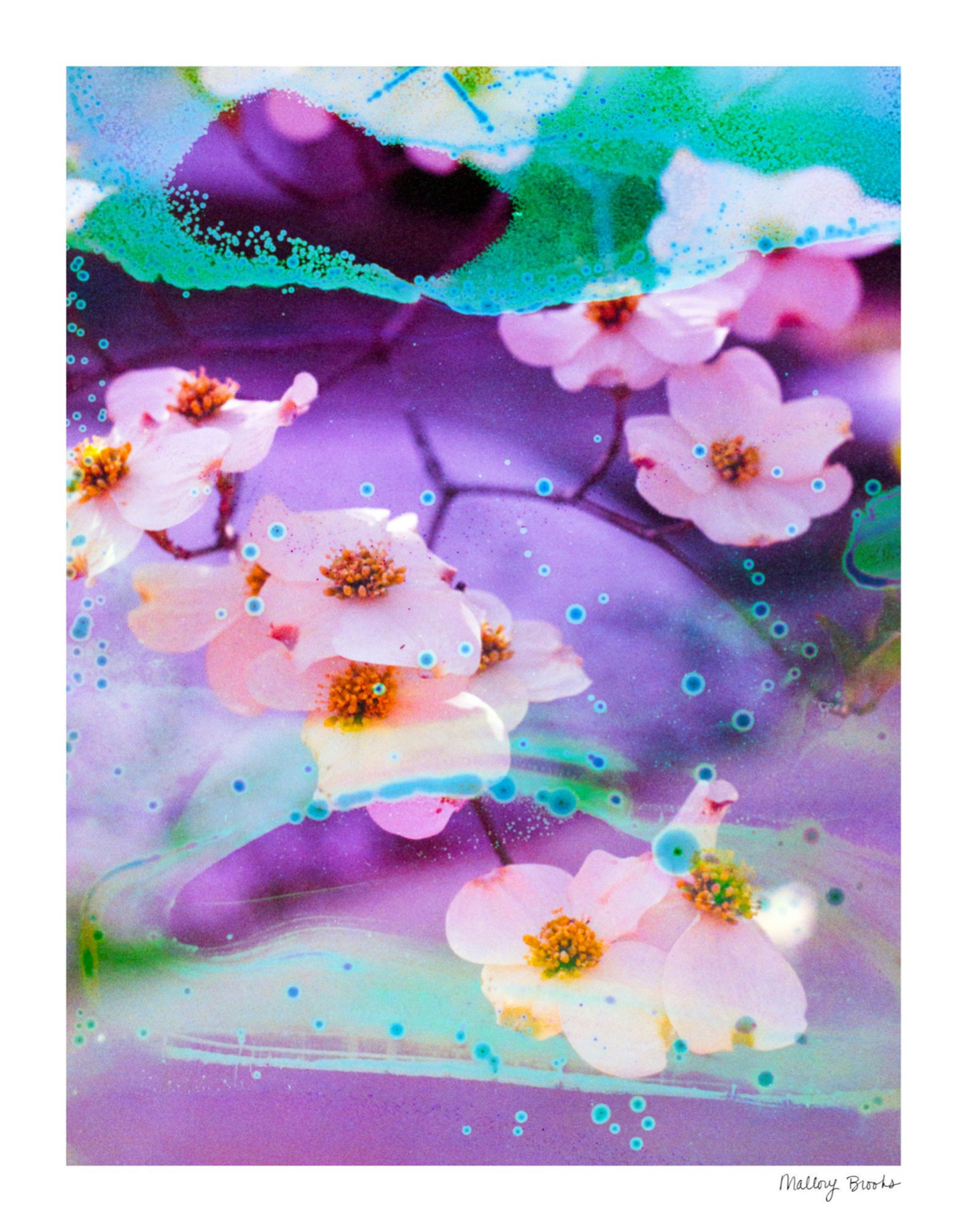 Electric Dogwoods No. 5