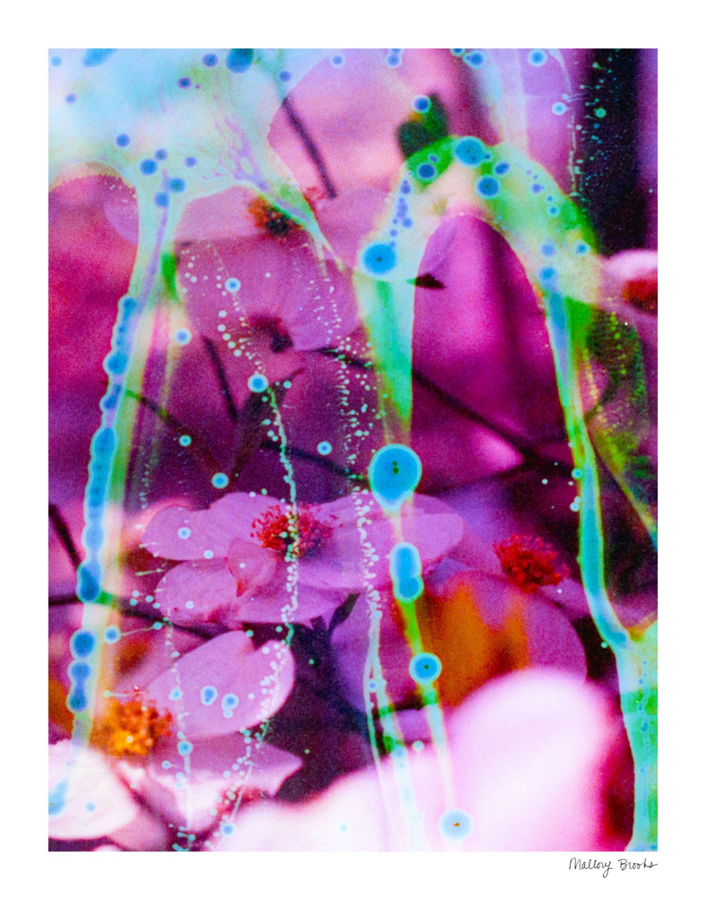 Electric Dogwoods No. 8