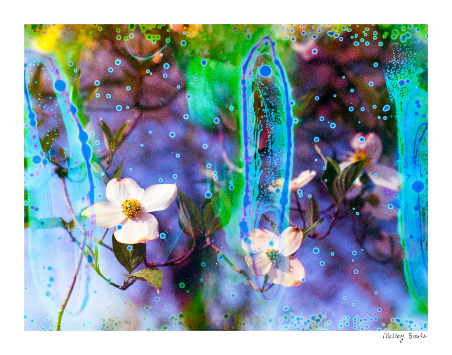 Electric Dogwoods No. 9