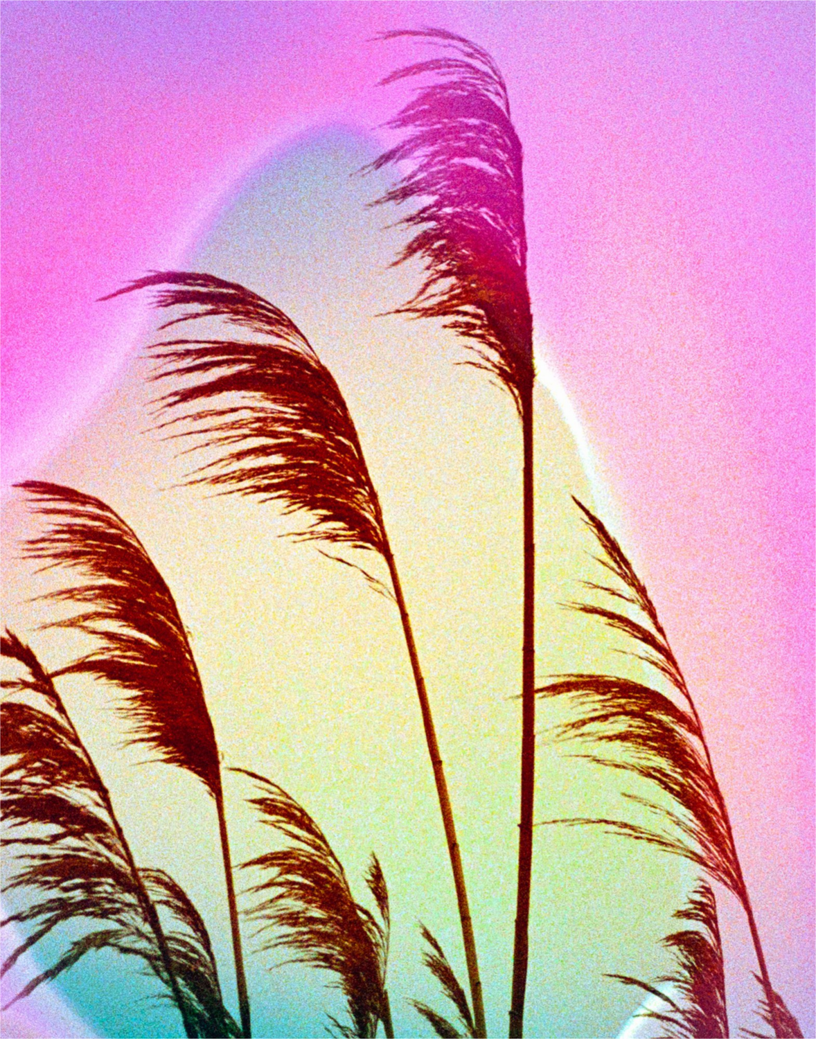 Feather Oats