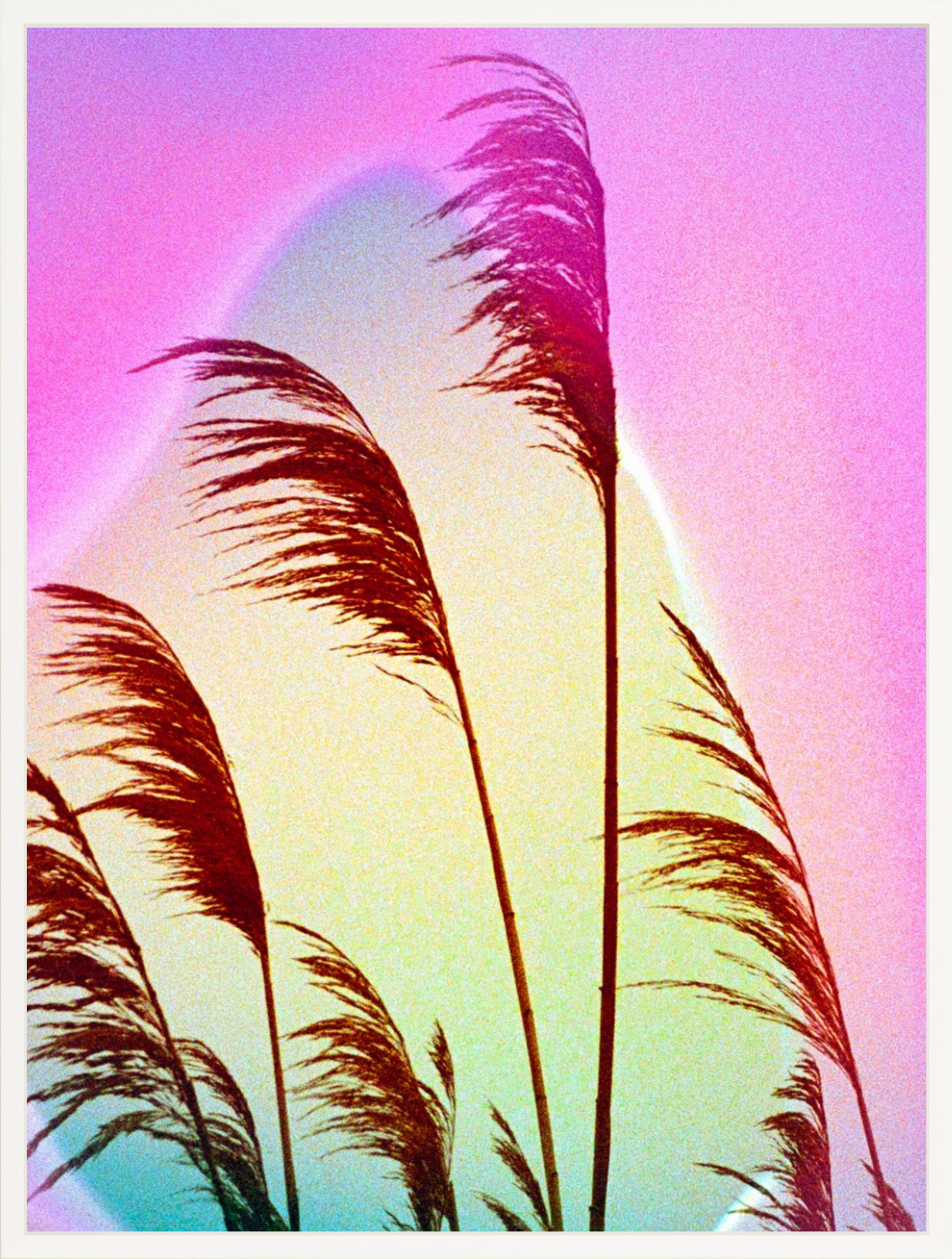 Feather Oats