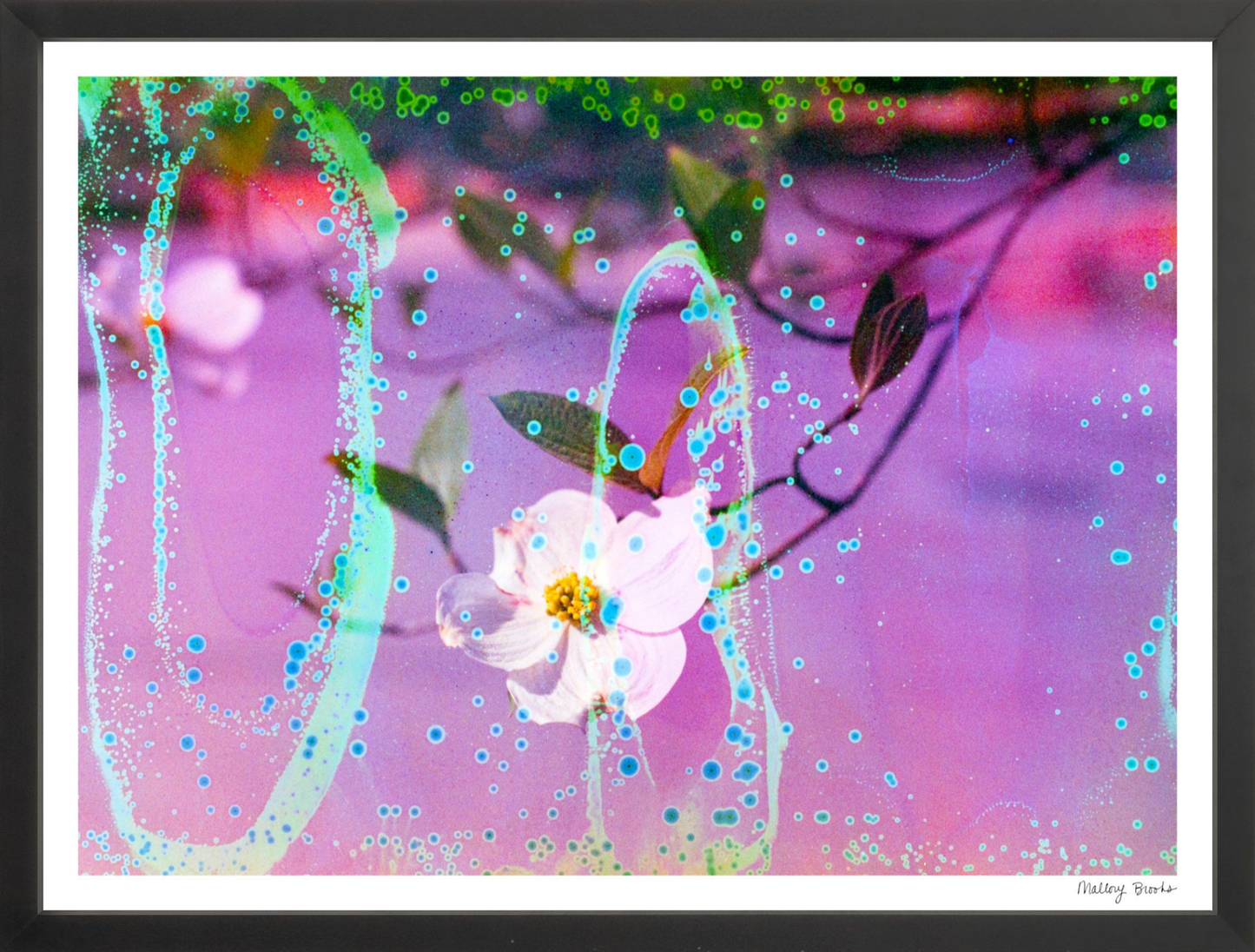 Electric Dogwoods No. 10