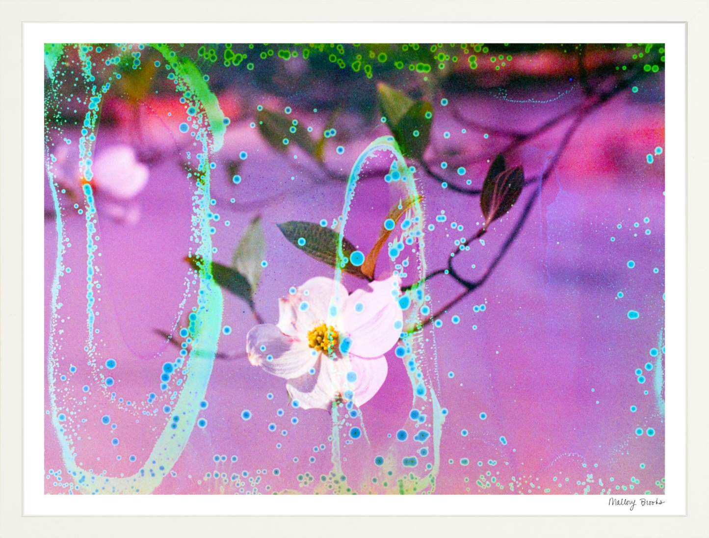 Electric Dogwoods No. 10