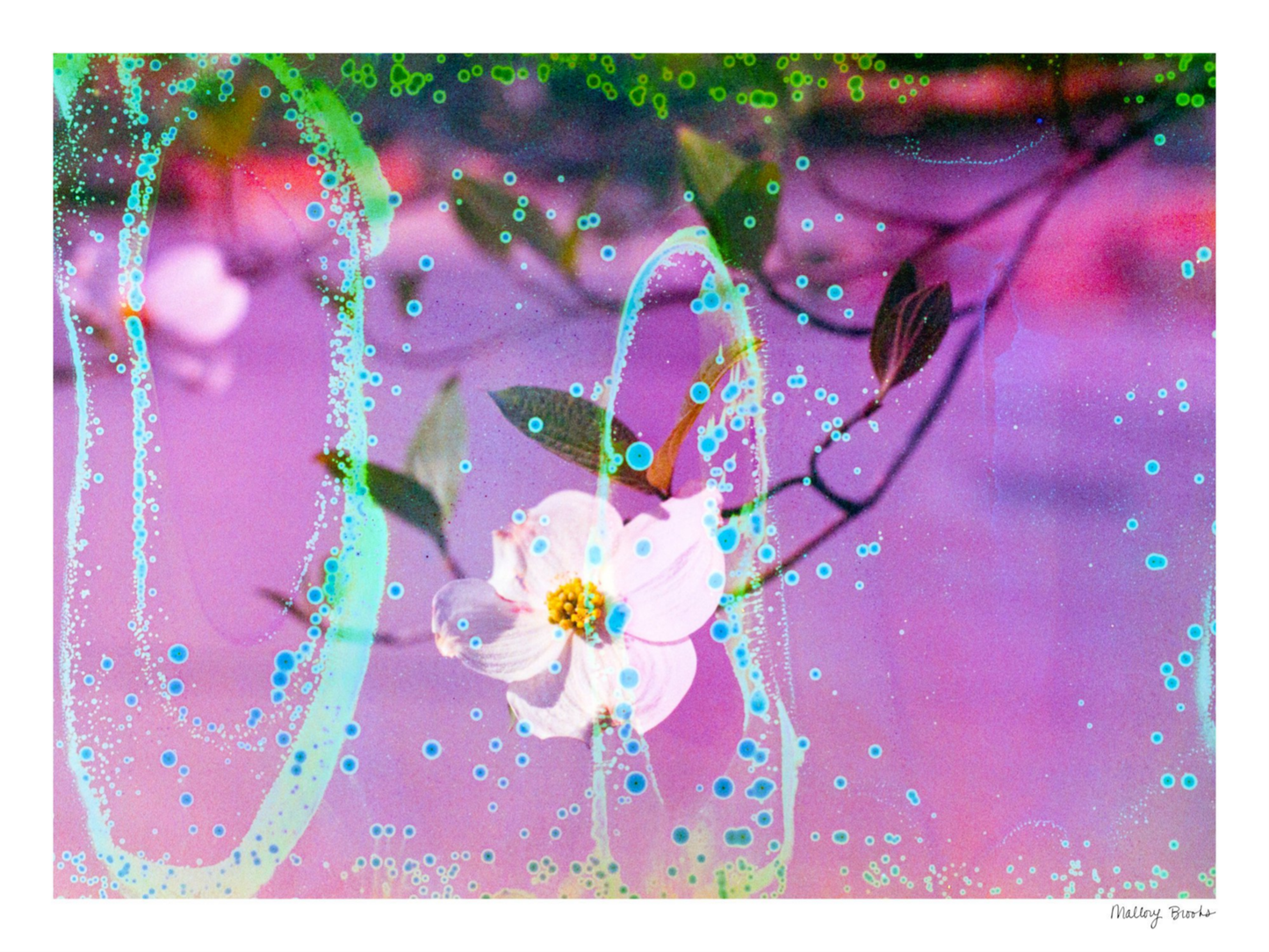 Electric Dogwoods No. 10