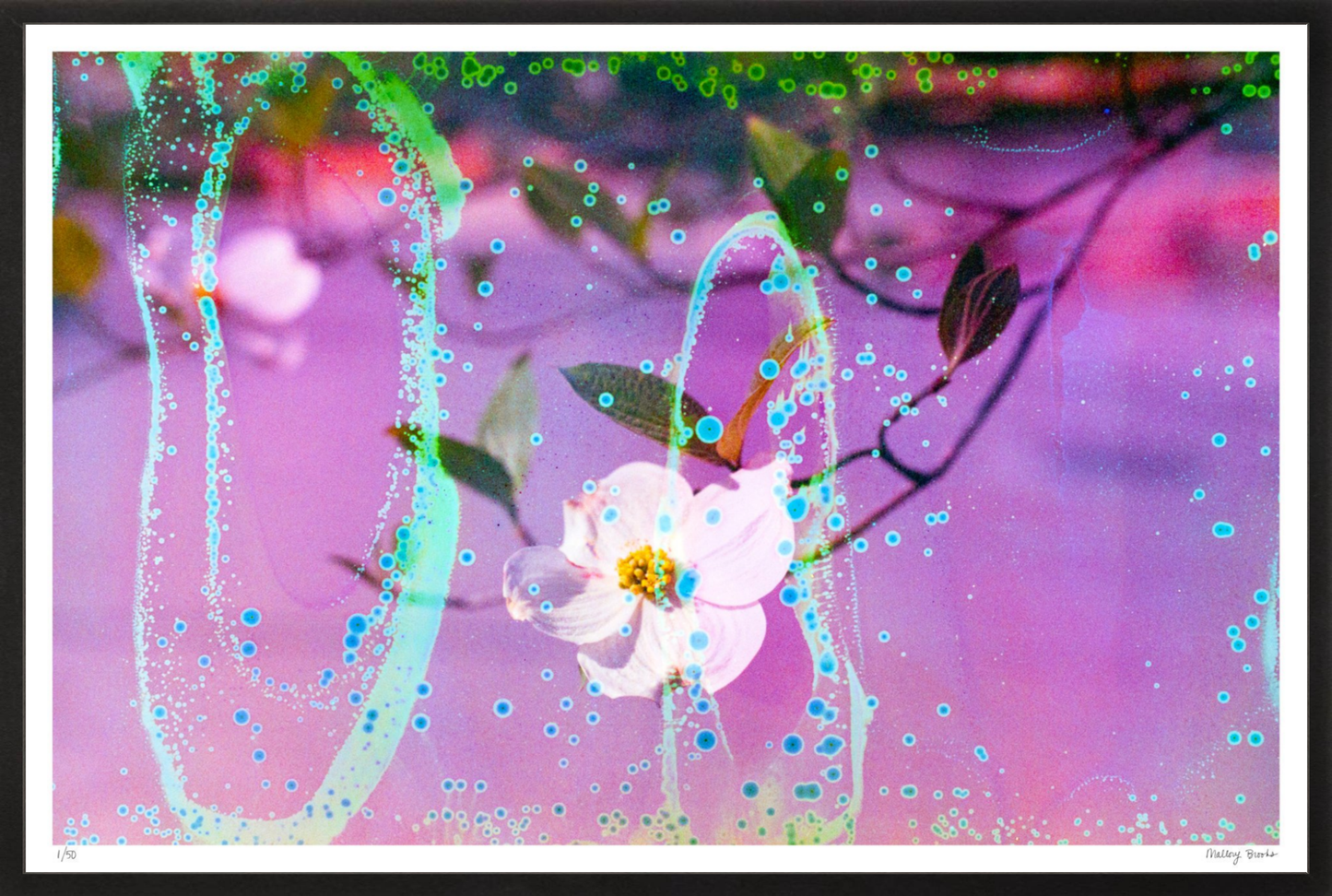 Electric Dogwoods No. 10