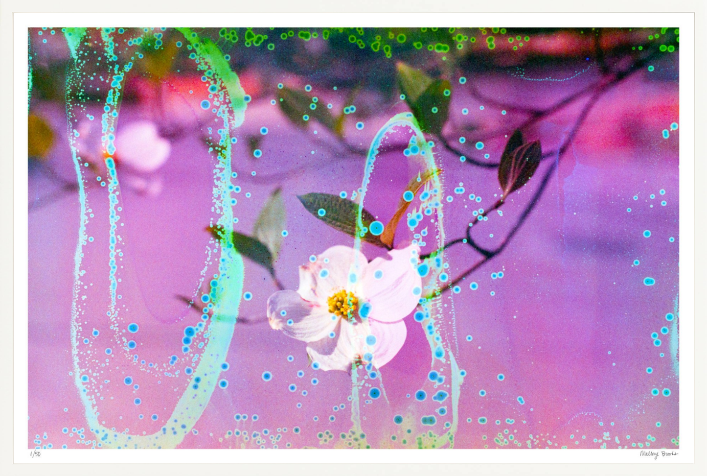 Electric Dogwoods No. 10