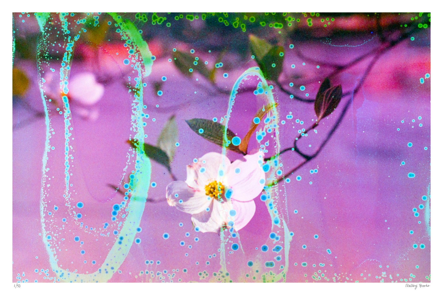 Electric Dogwoods No. 10