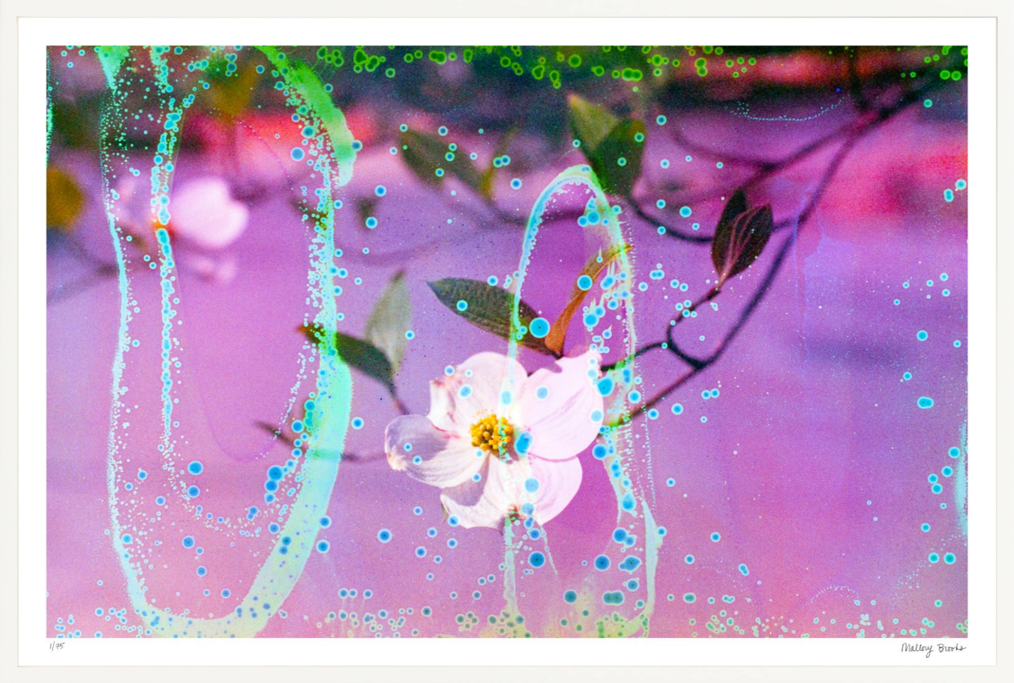 Electric Dogwoods No. 10