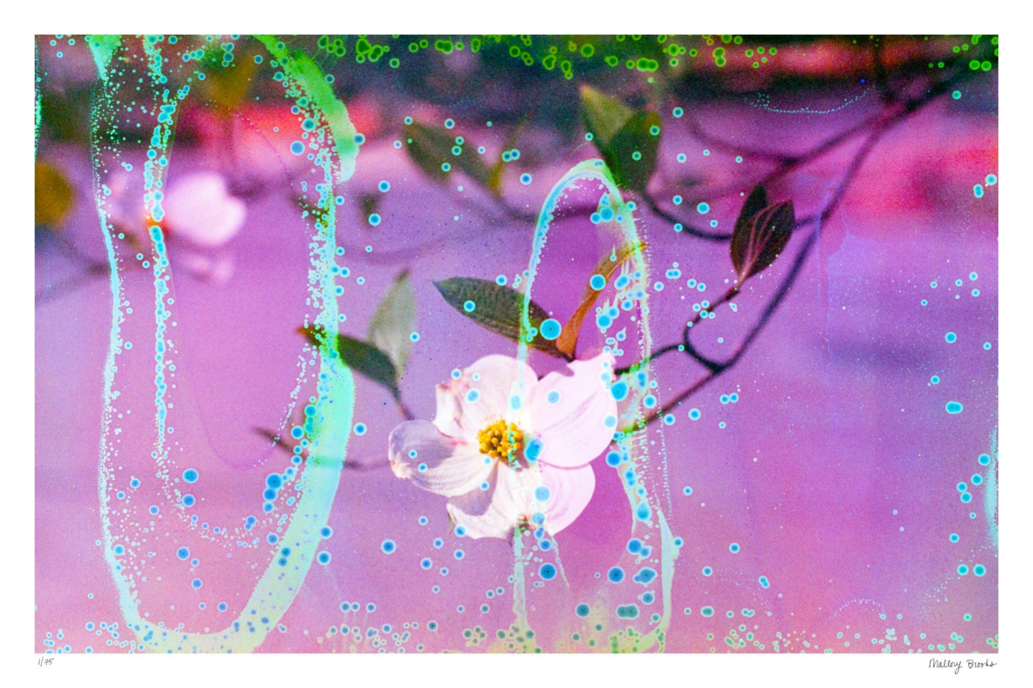 Electric Dogwoods No. 10