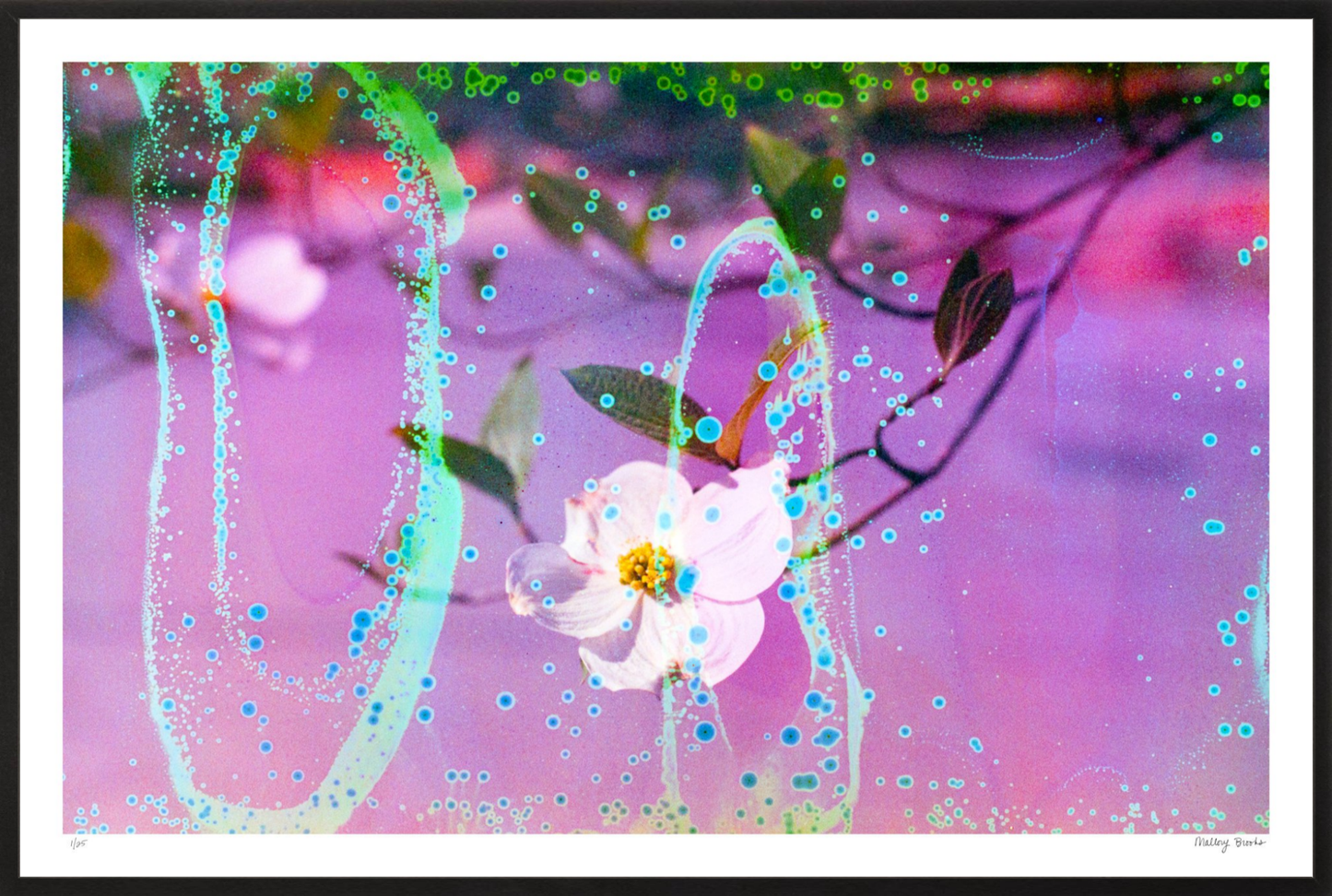 Electric Dogwoods No. 10