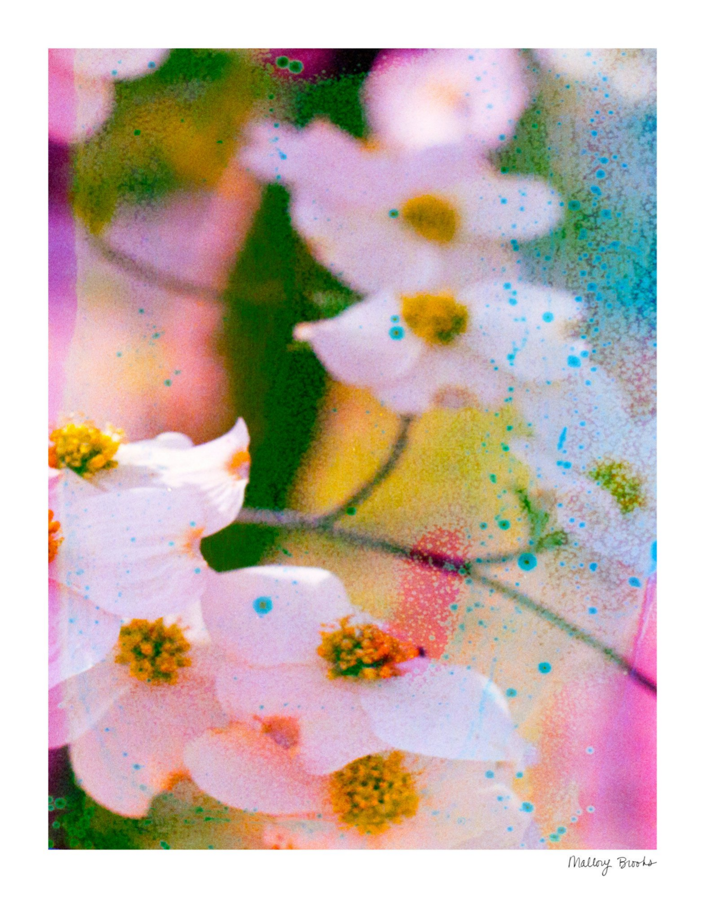 Electric Dogwoods No. 11