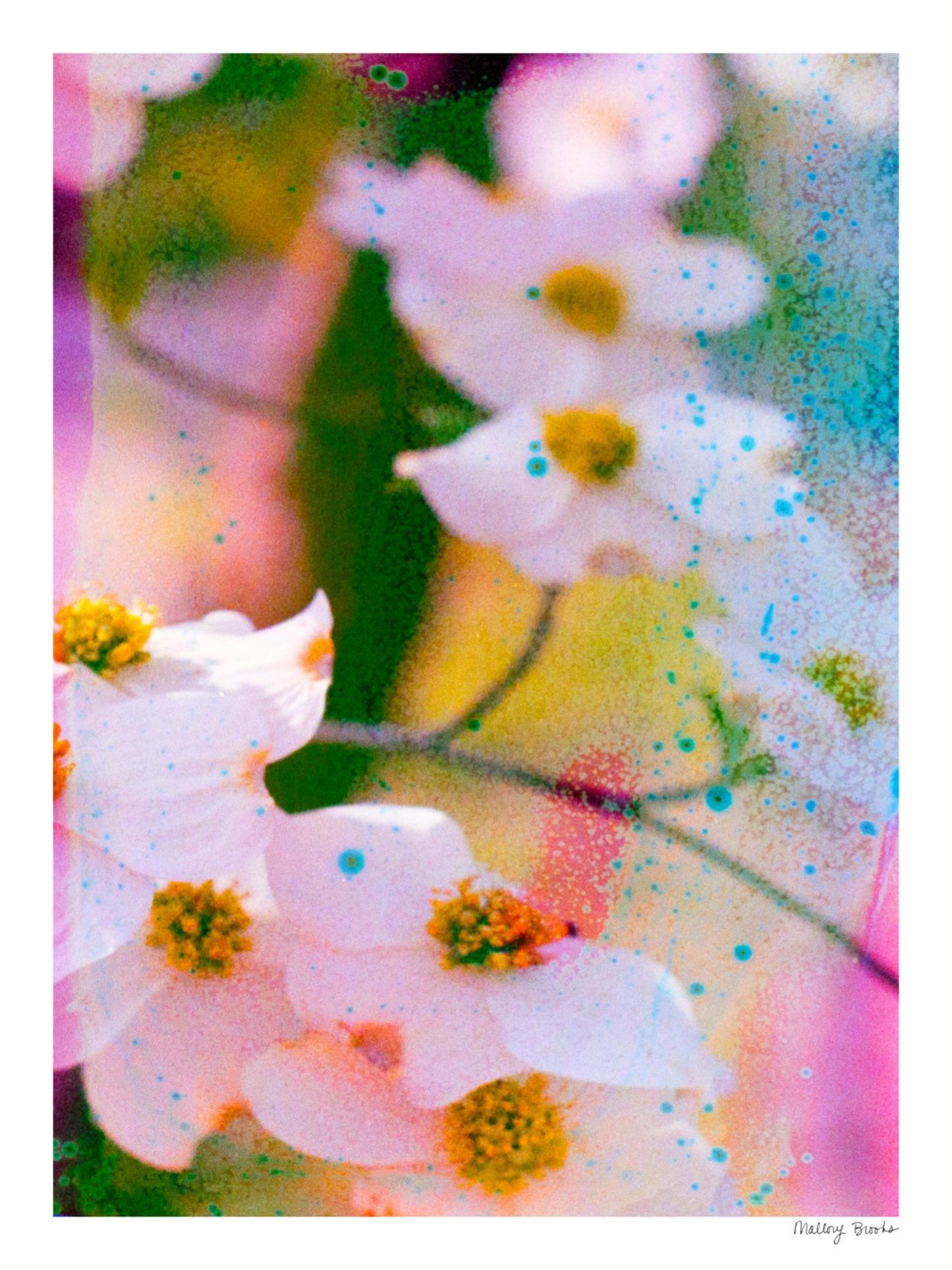Electric Dogwoods No. 11