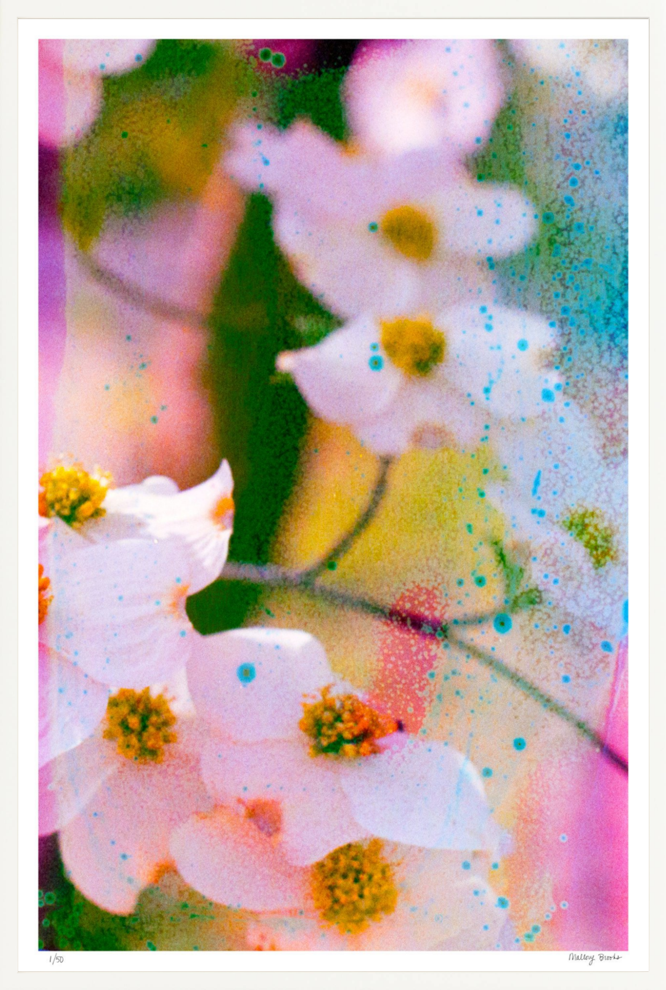 Electric Dogwoods No. 11