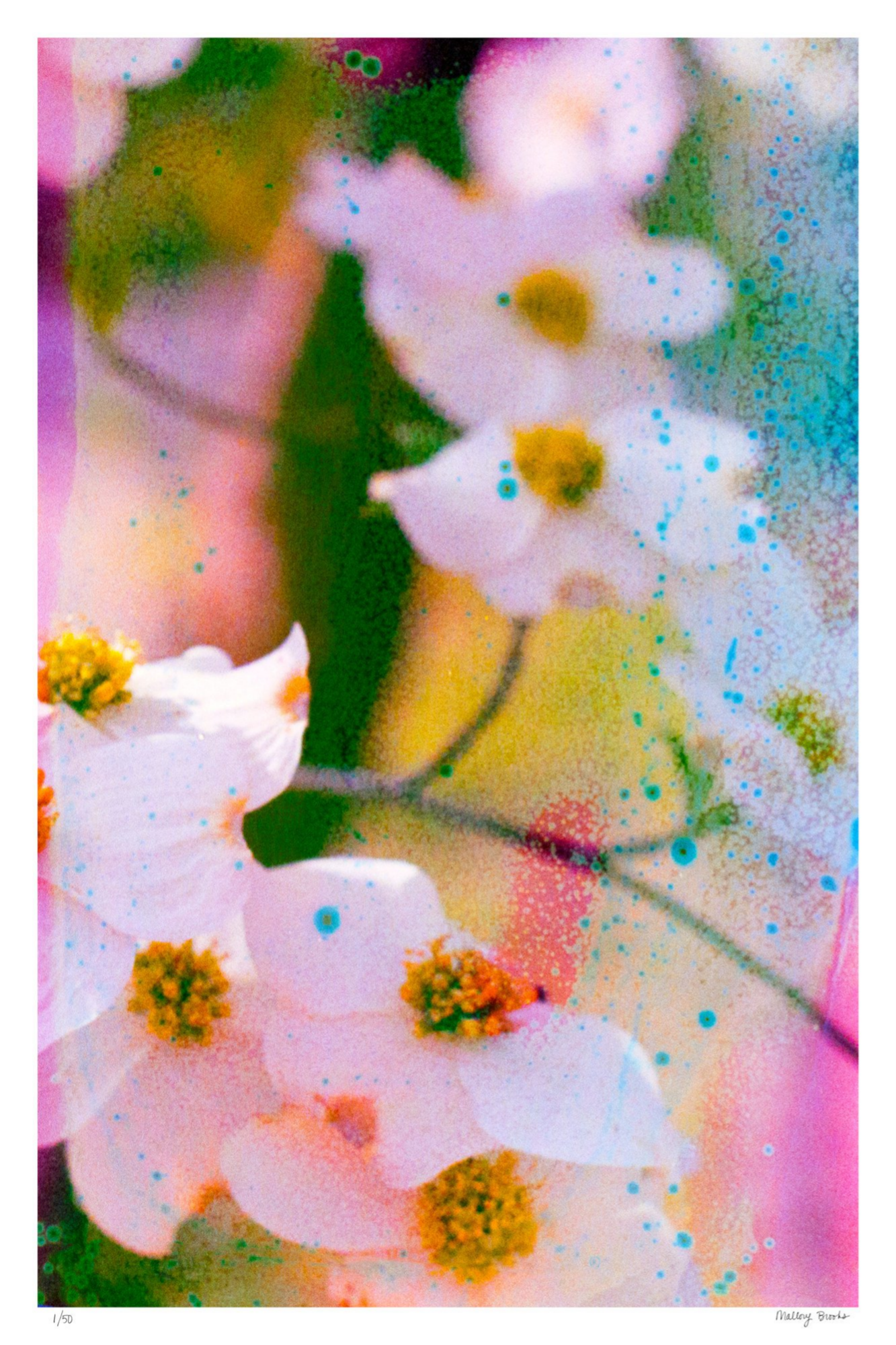 Electric Dogwoods No. 11