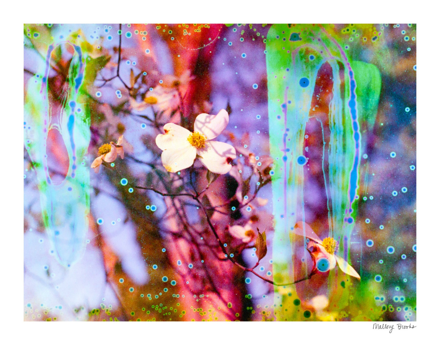 Electric Dogwoods No. 12