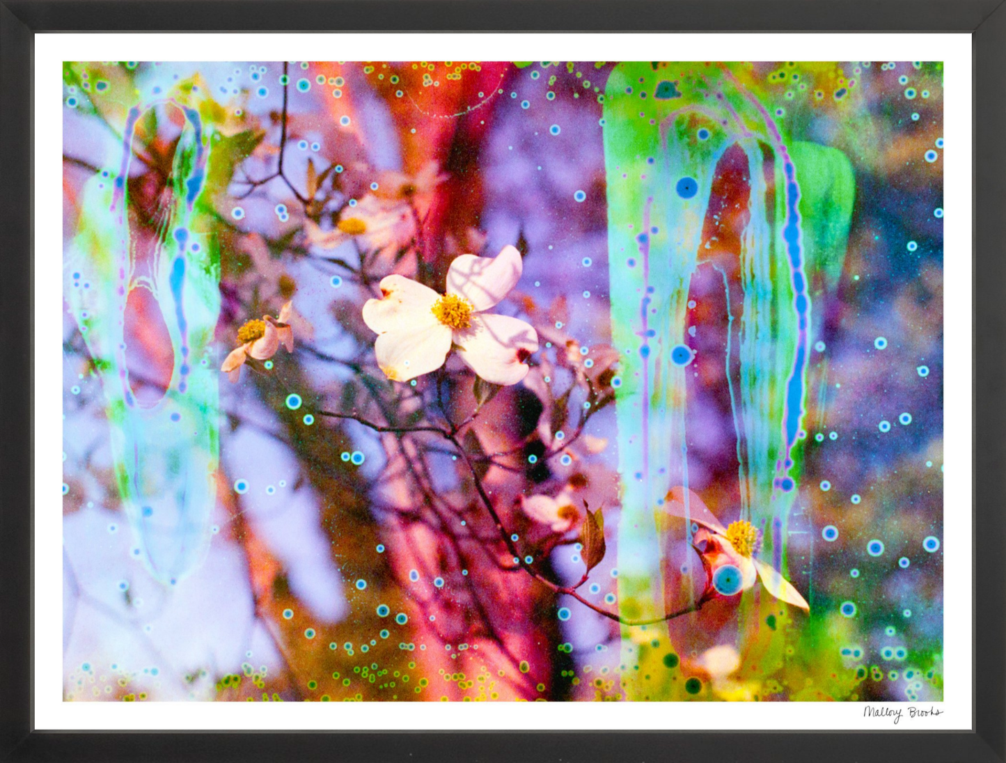 Electric Dogwoods No. 12