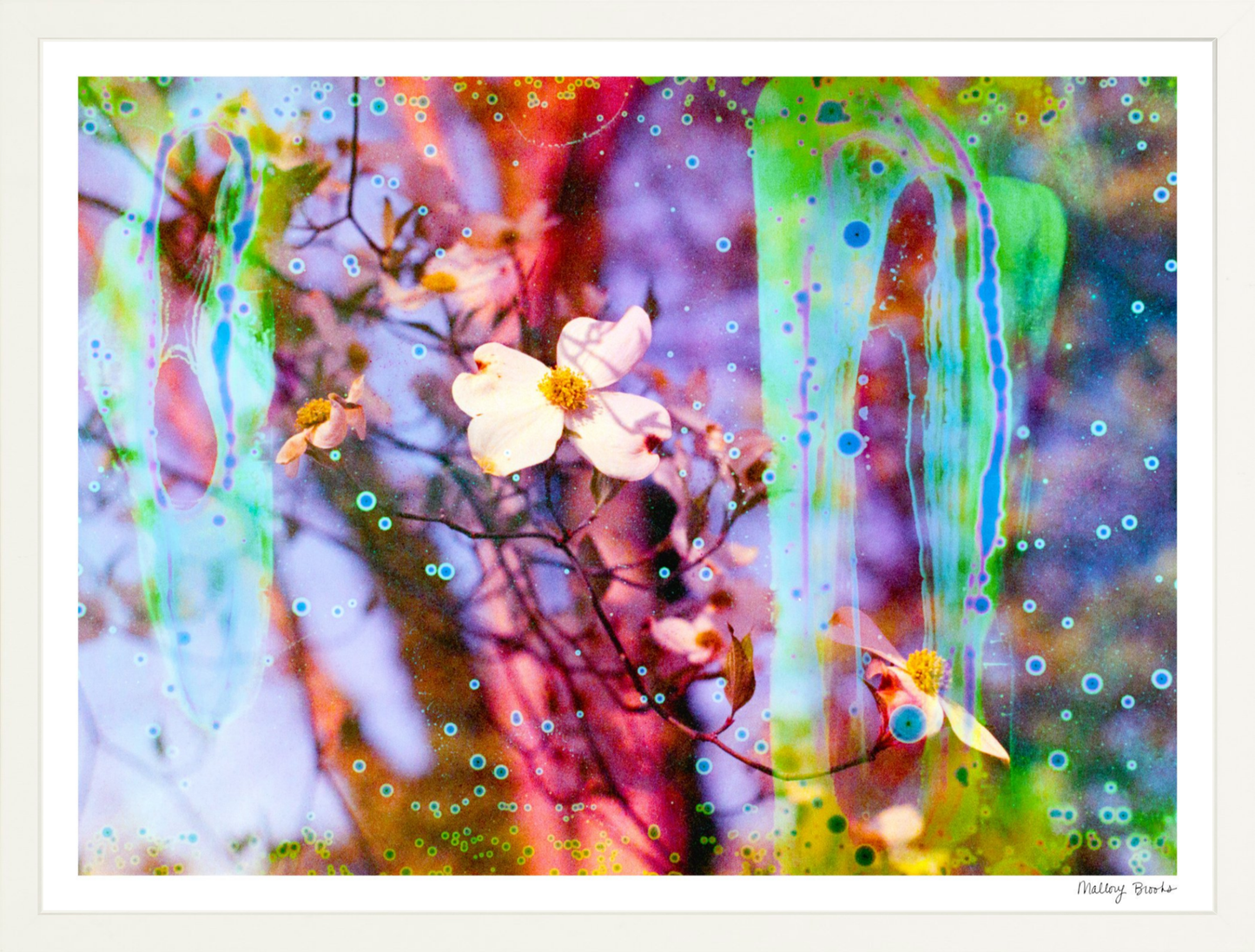 Electric Dogwoods No. 12