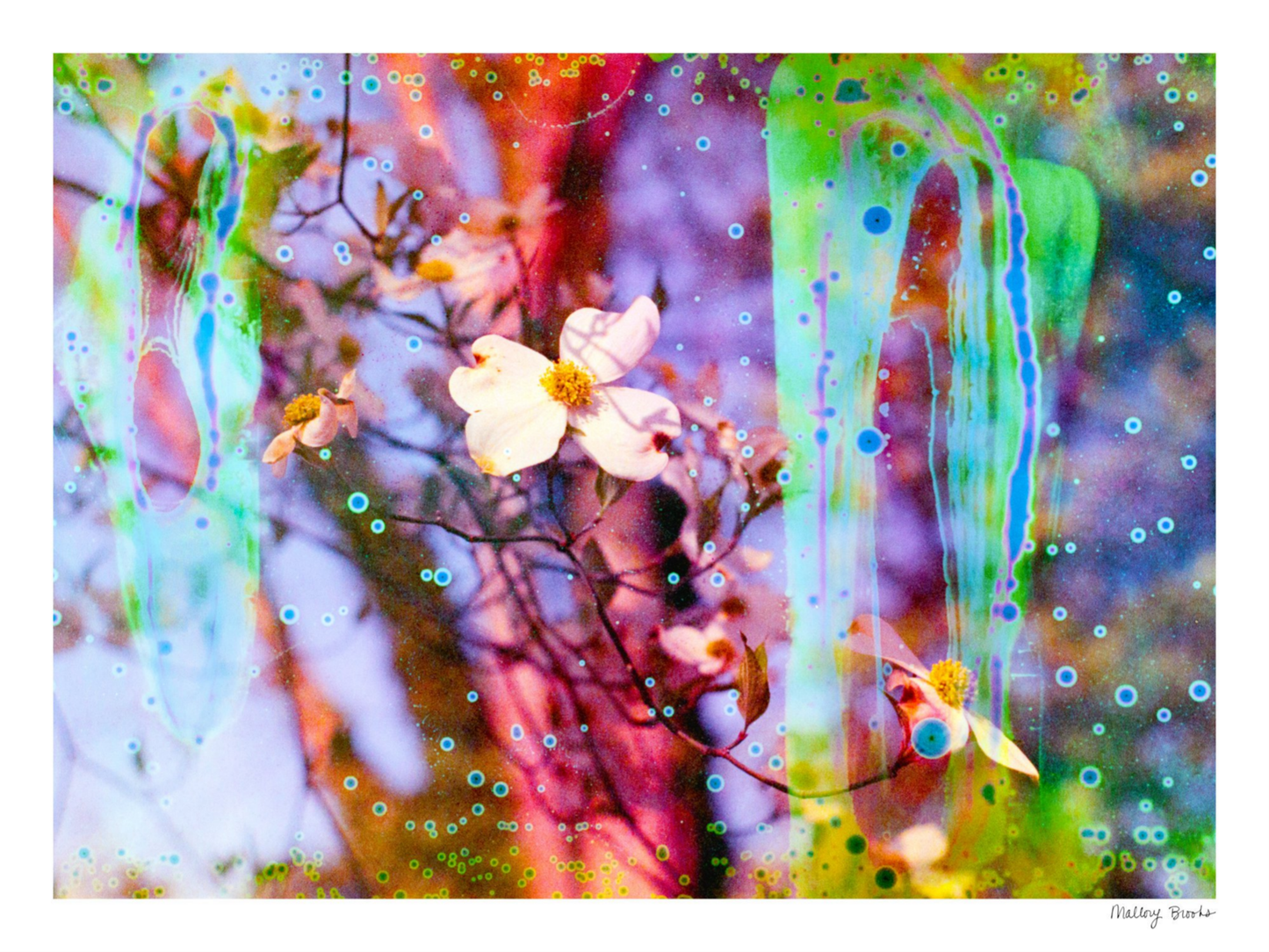 Electric Dogwoods No. 12