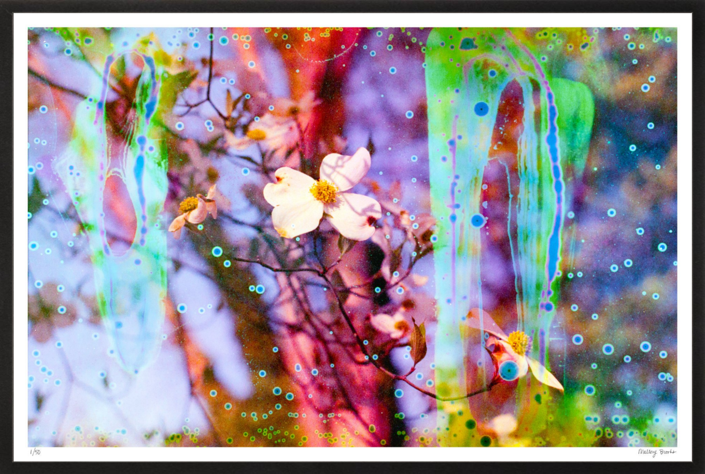Electric Dogwoods No. 12