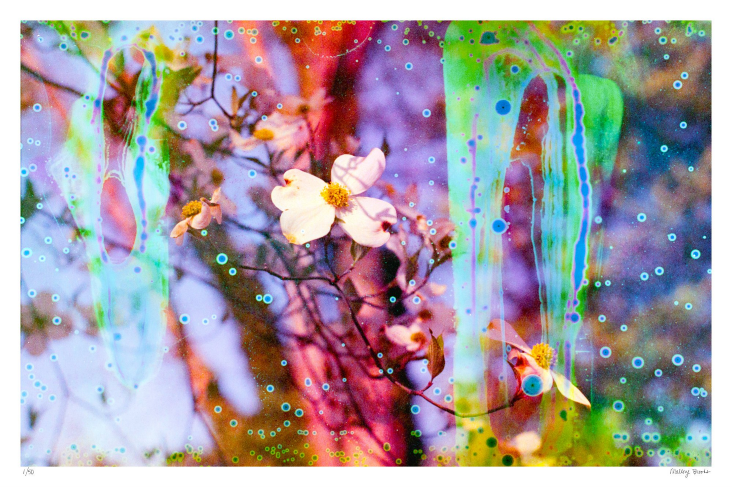 Electric Dogwoods No. 12
