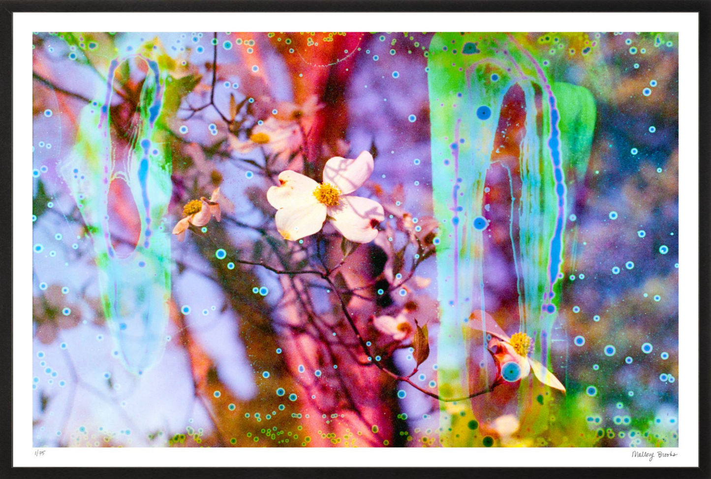Electric Dogwoods No. 12