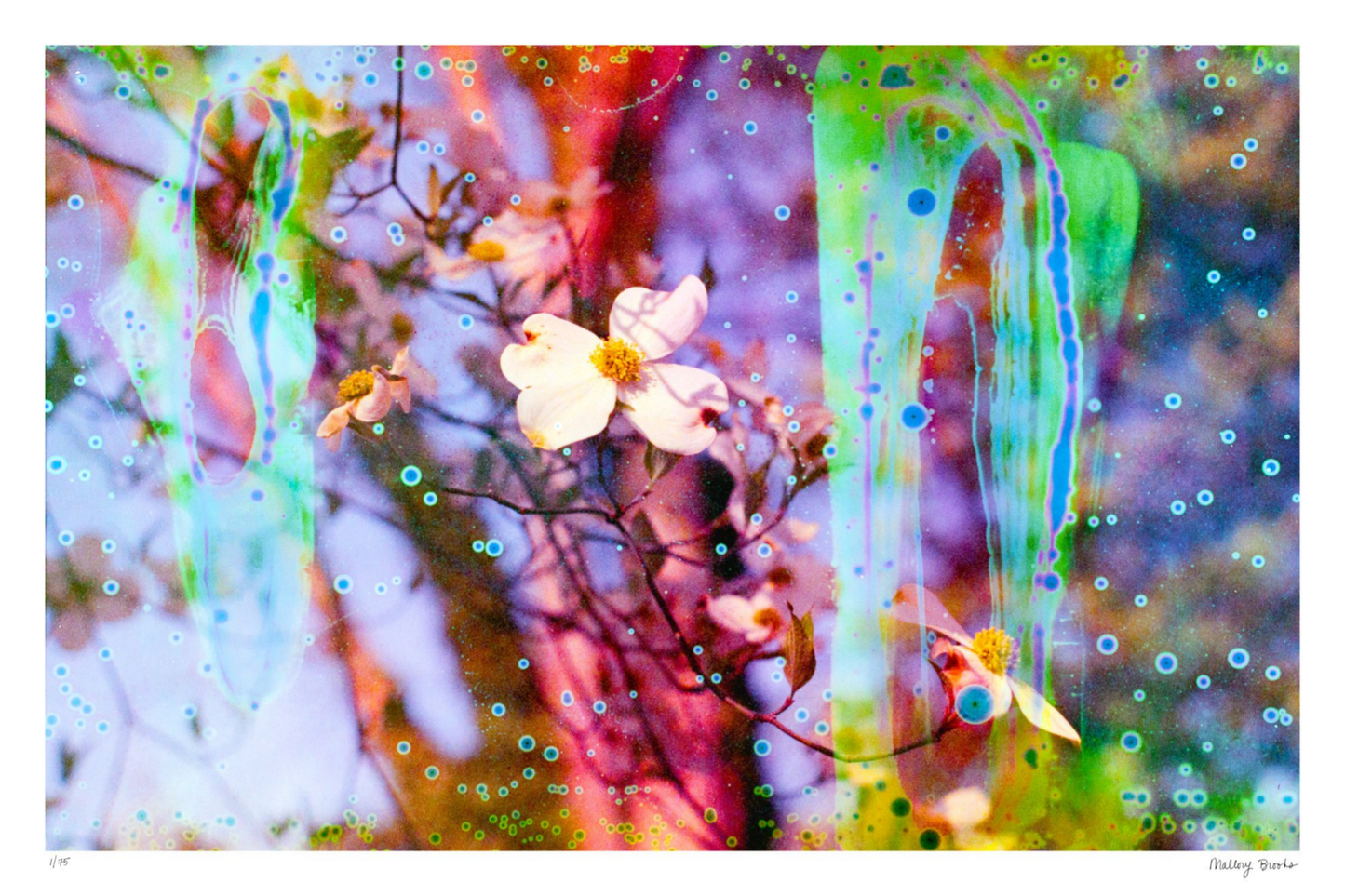 Electric Dogwoods No. 12