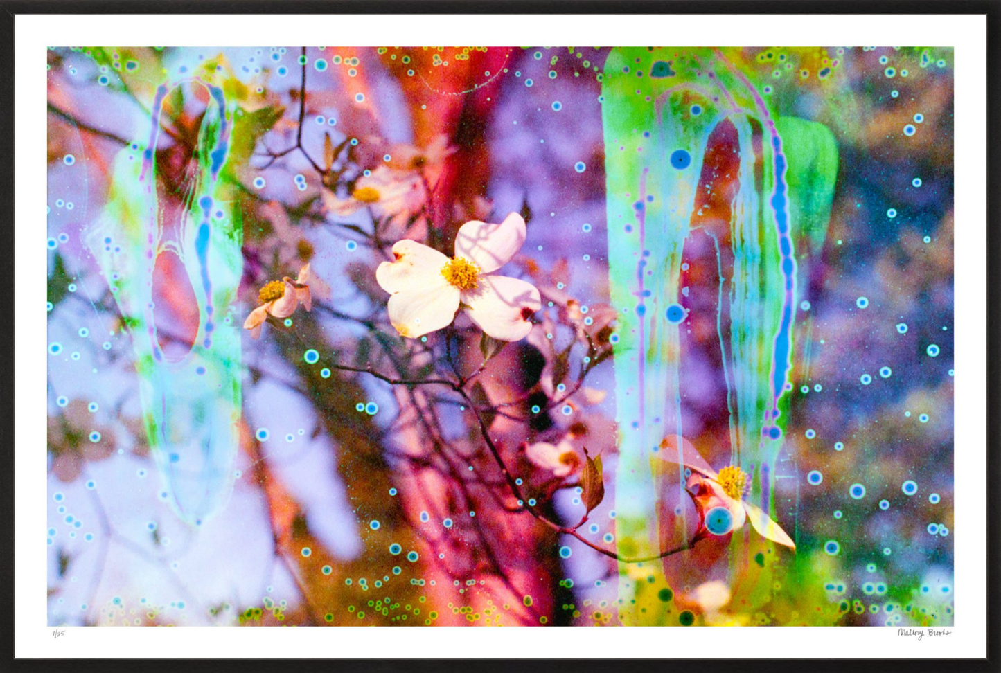 Electric Dogwoods No. 12
