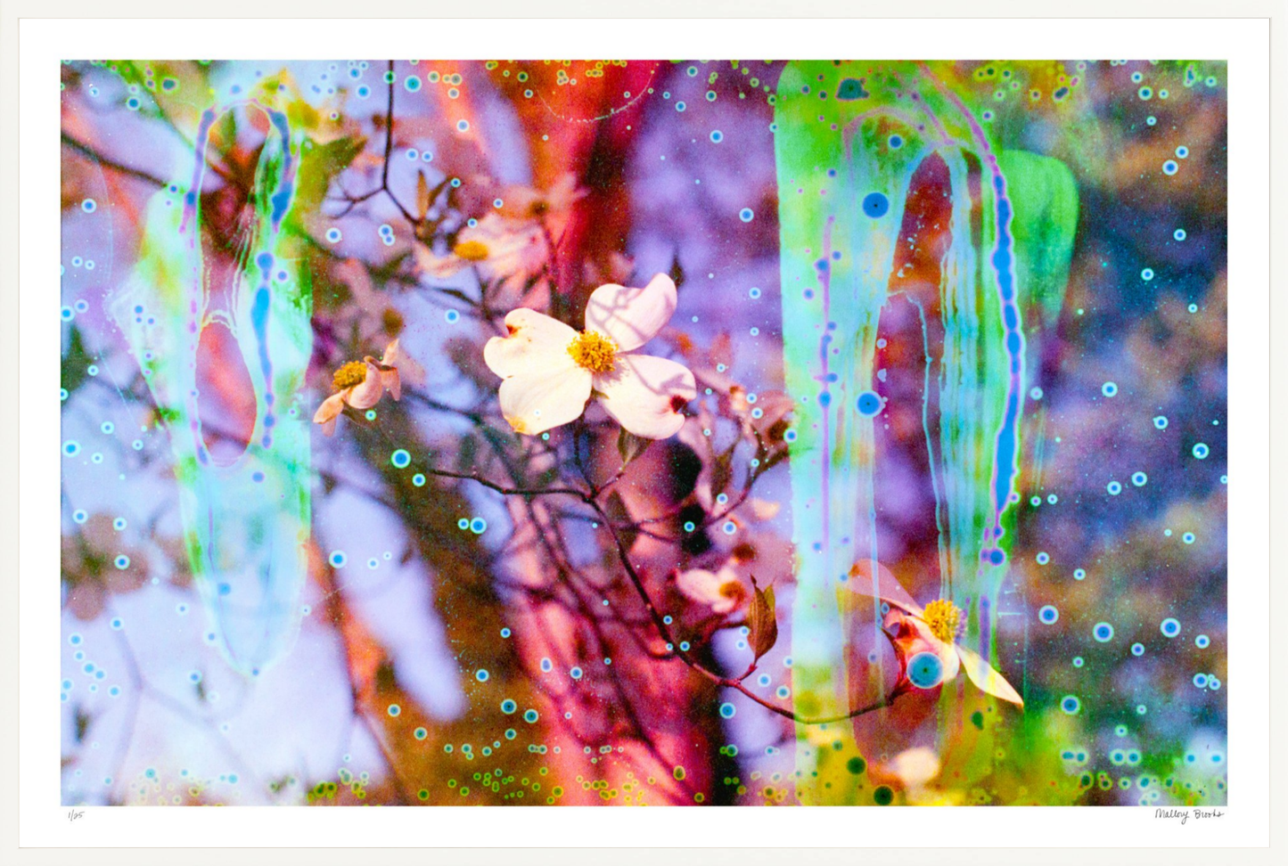 Electric Dogwoods No. 12