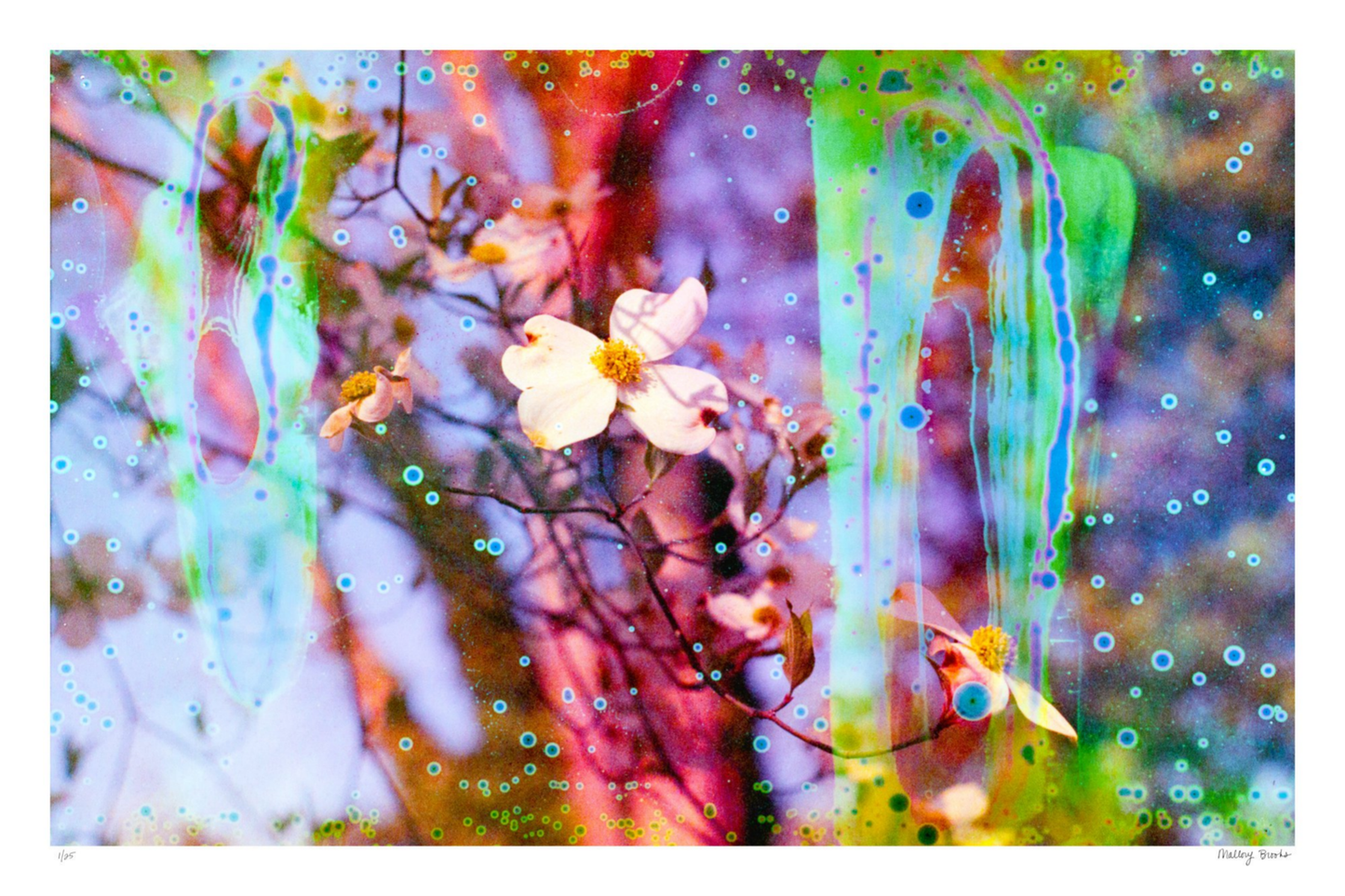 Electric Dogwoods No. 12