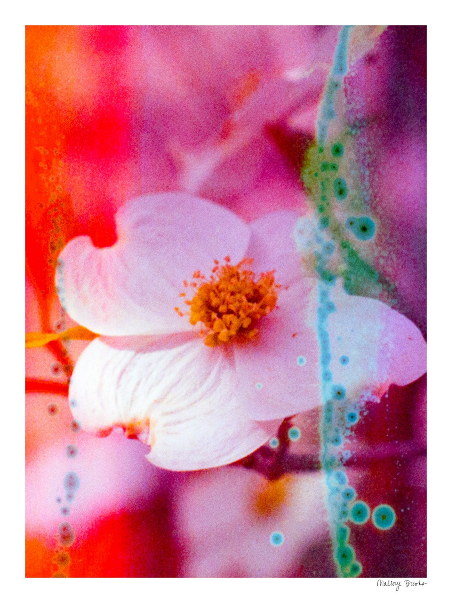 Electric Dogwoods No. 2
