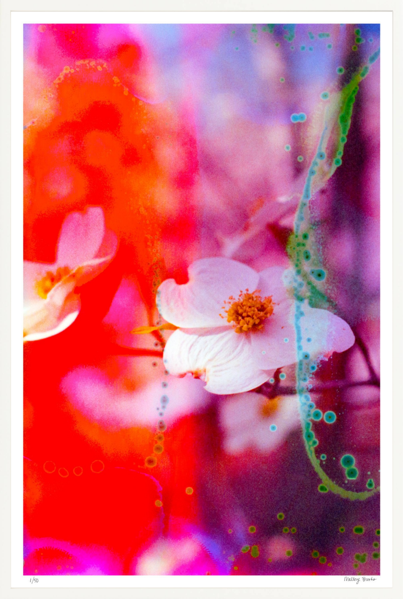Electric Dogwoods No. 2
