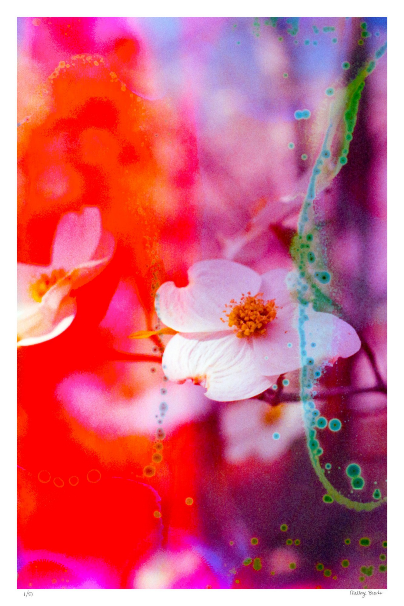 Electric Dogwoods No. 2