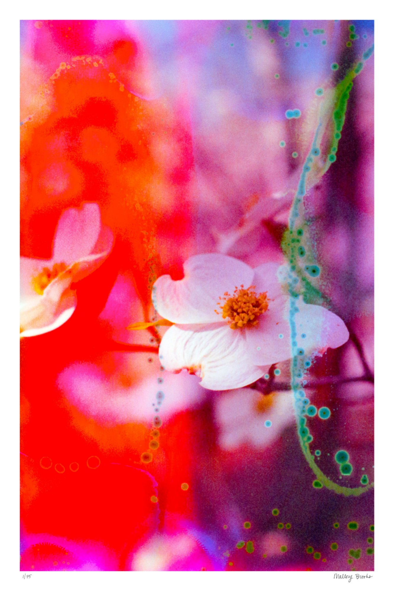Electric Dogwoods No. 2