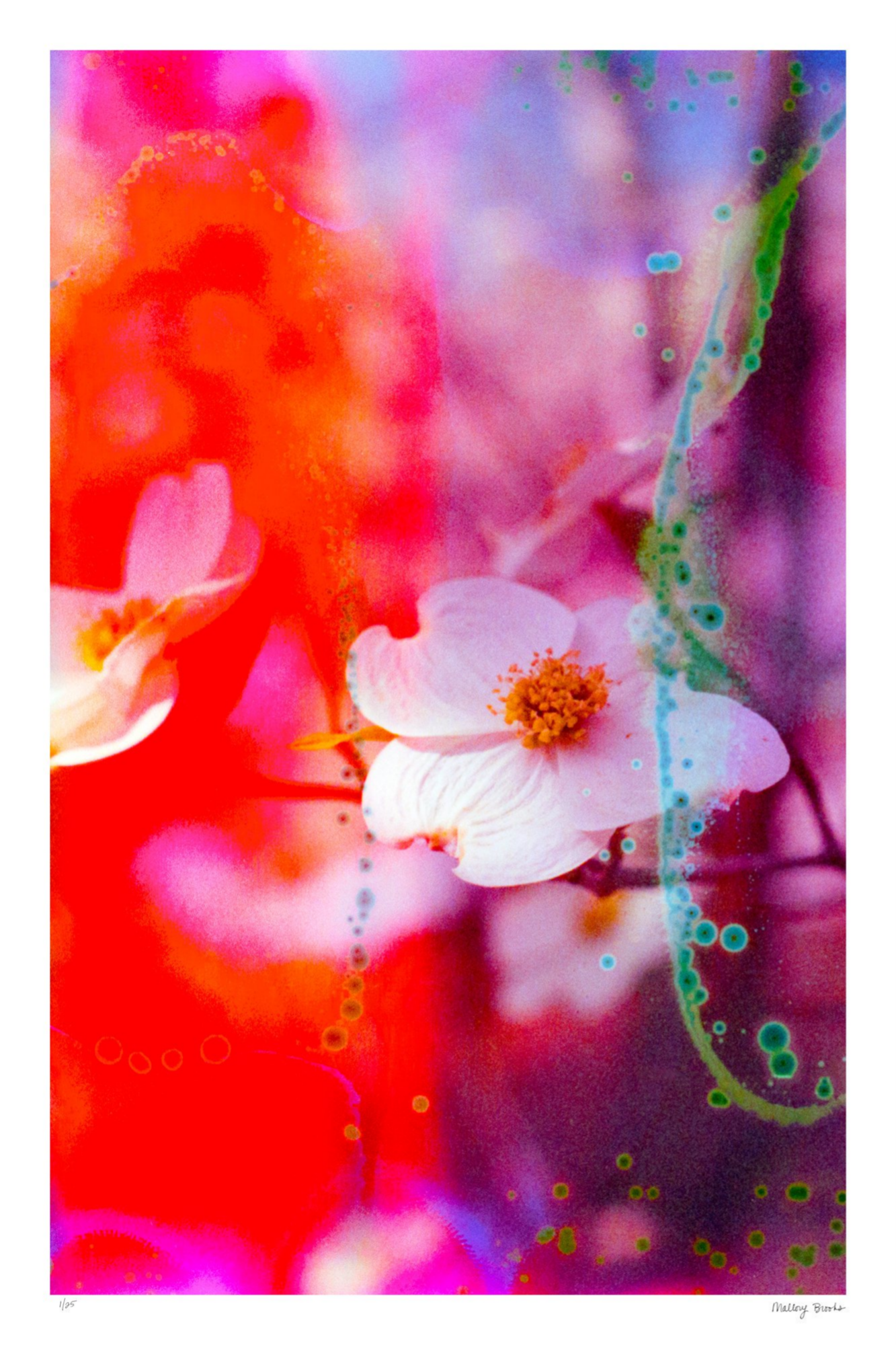 Electric Dogwoods No. 2