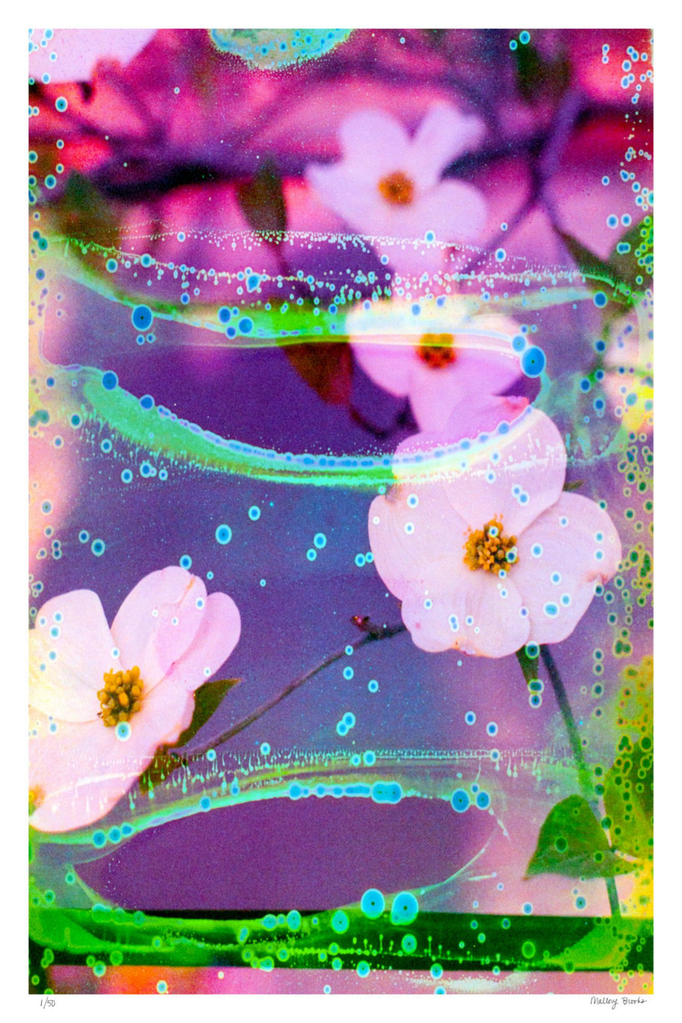 Electric Dogwoods No. 3
