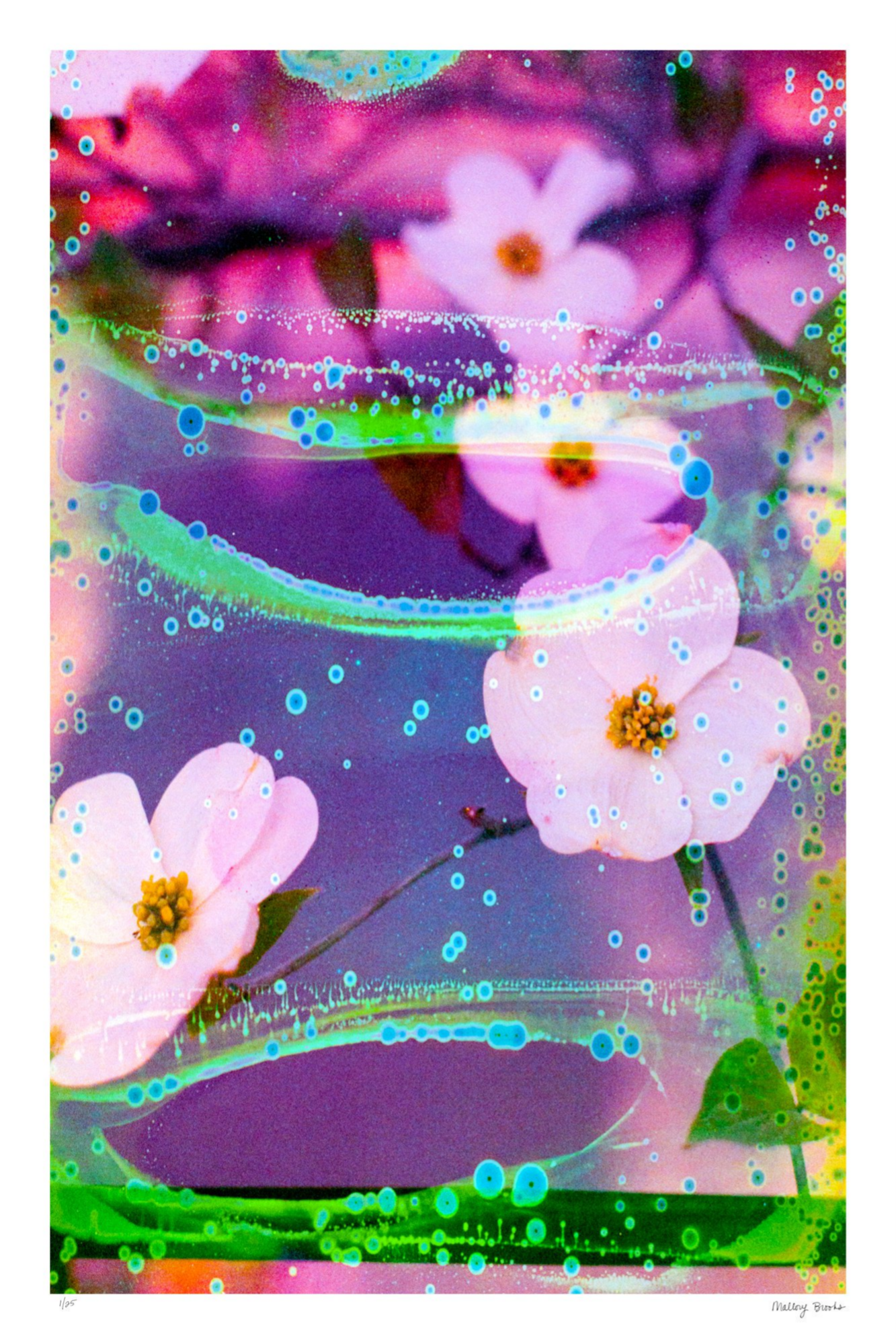 Electric Dogwoods No. 3