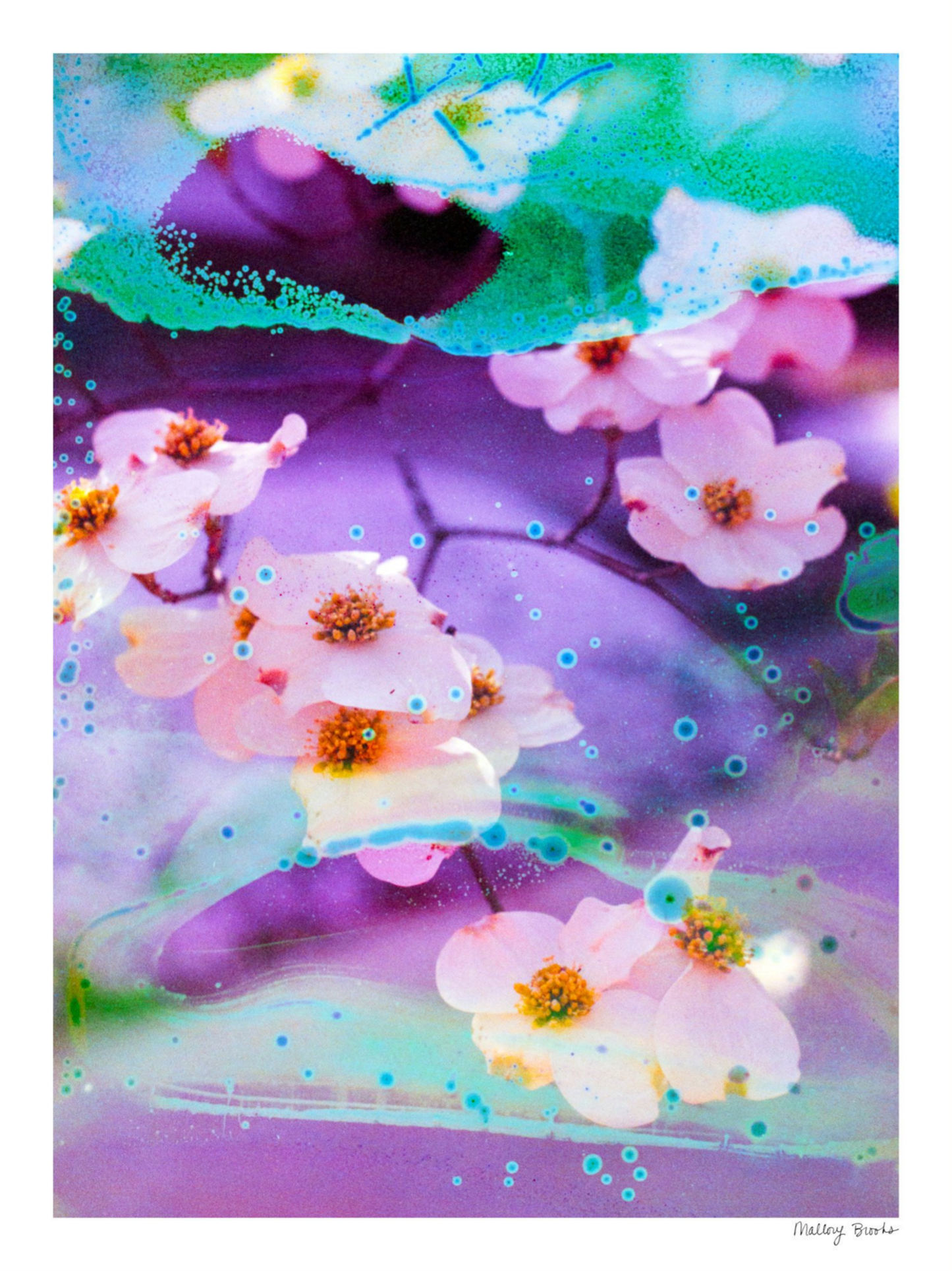 Electric Dogwoods No. 5