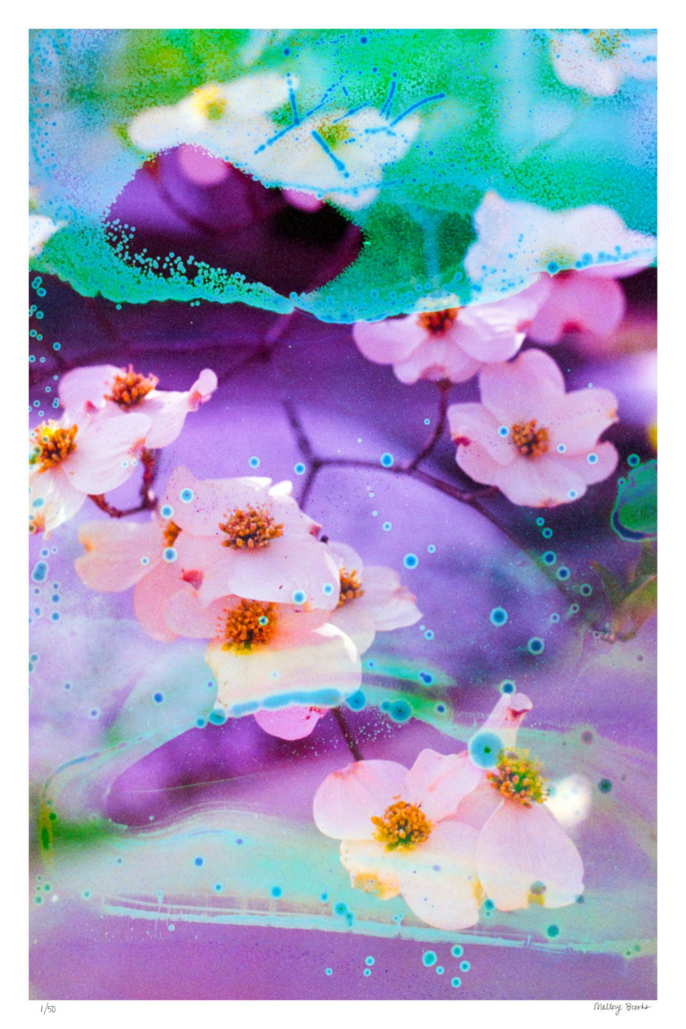 Electric Dogwoods No. 5