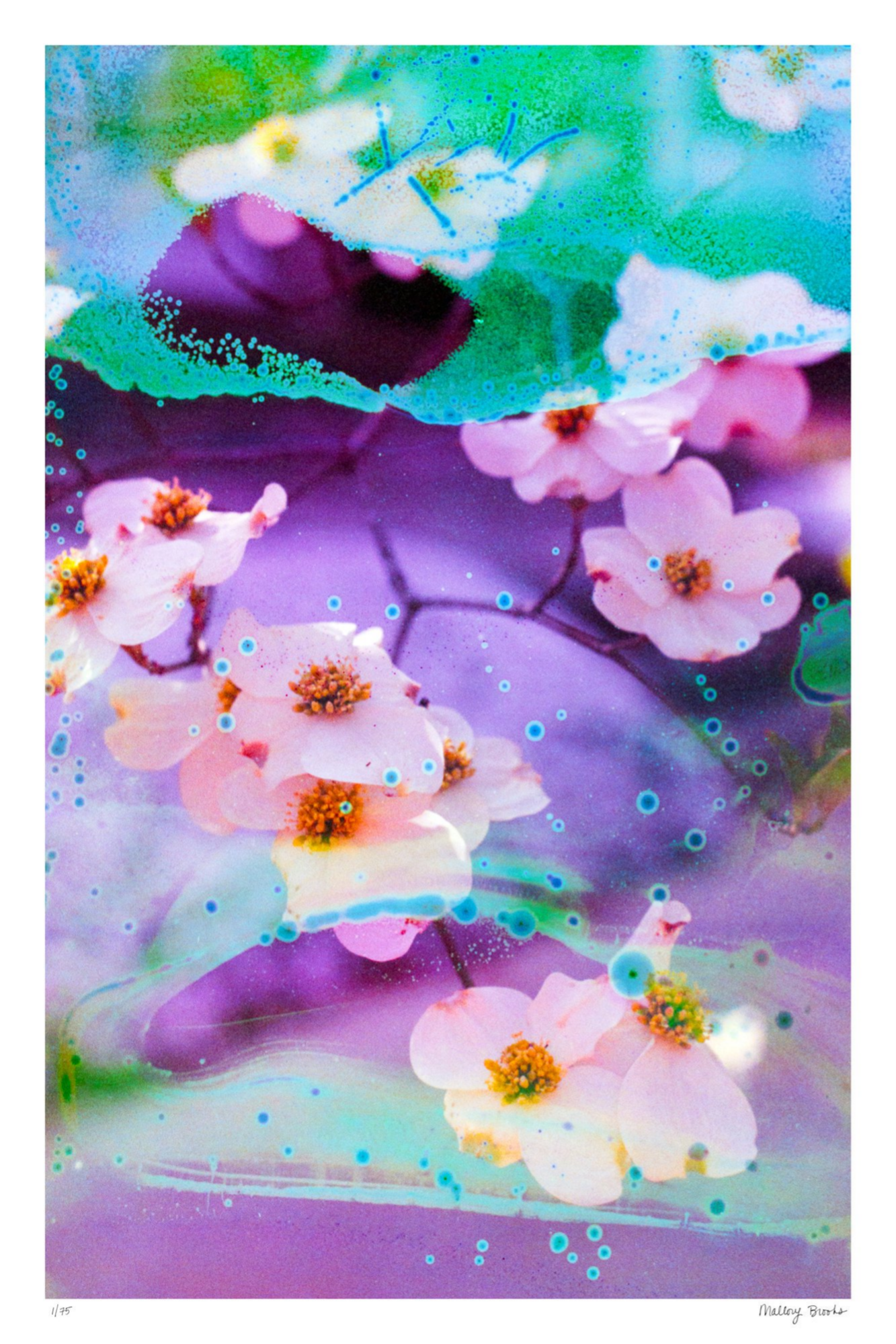 Electric Dogwoods No. 5