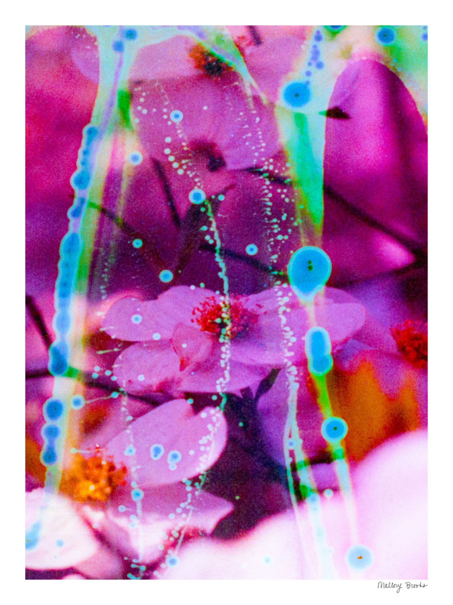 Electric Dogwoods No. 8