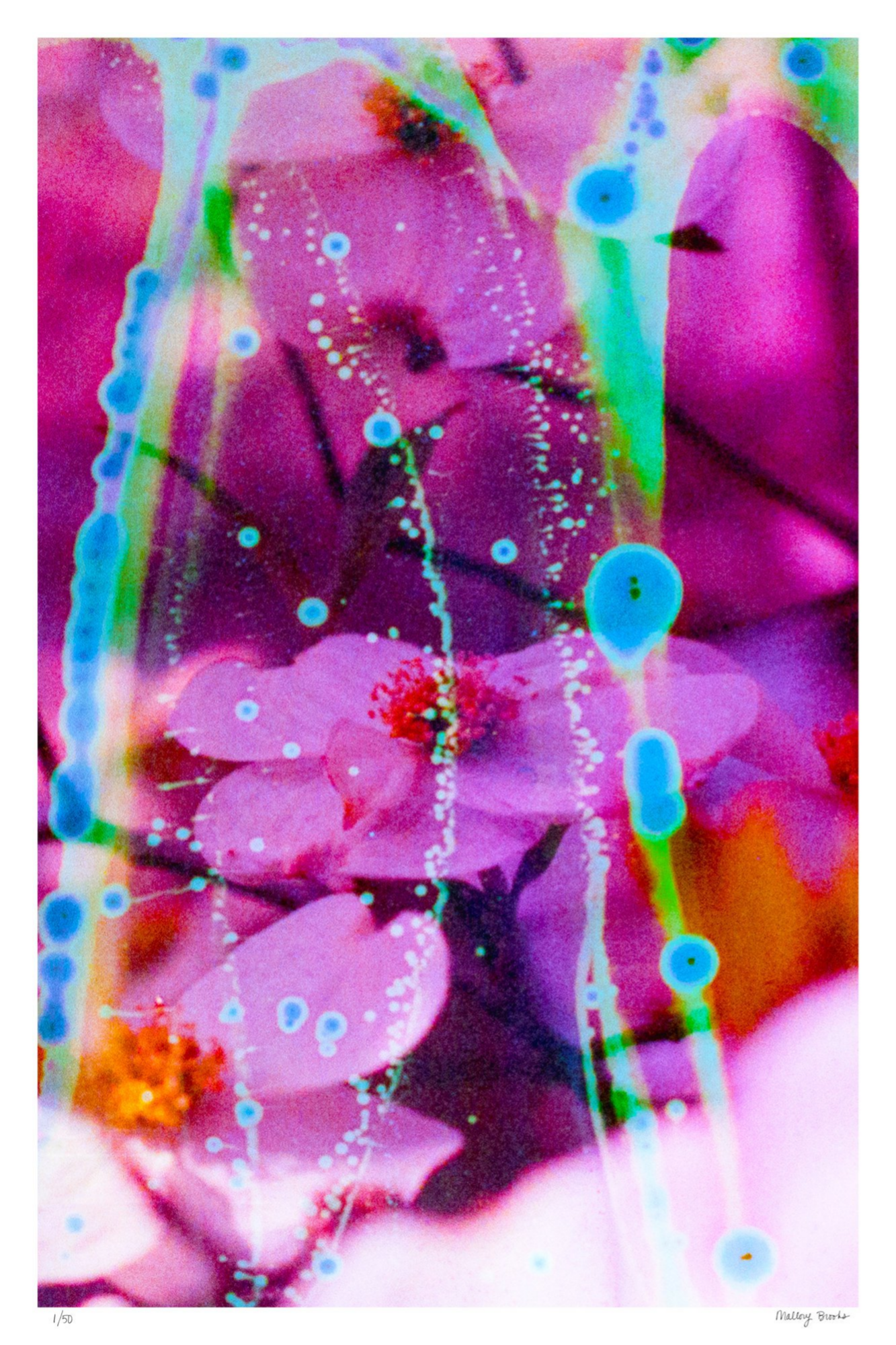 Electric Dogwoods No. 8