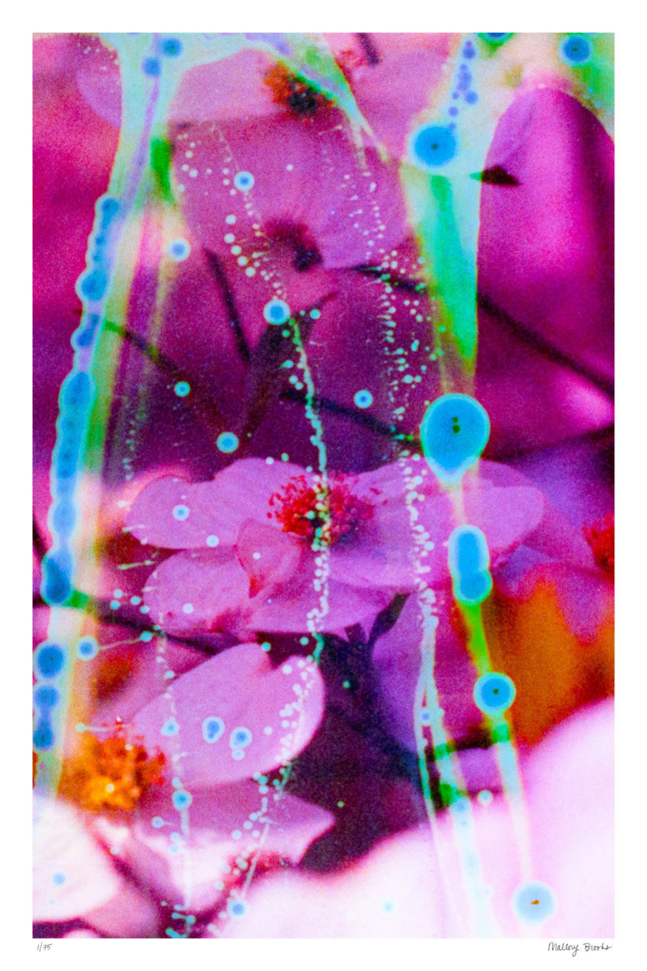 Electric Dogwoods No. 8