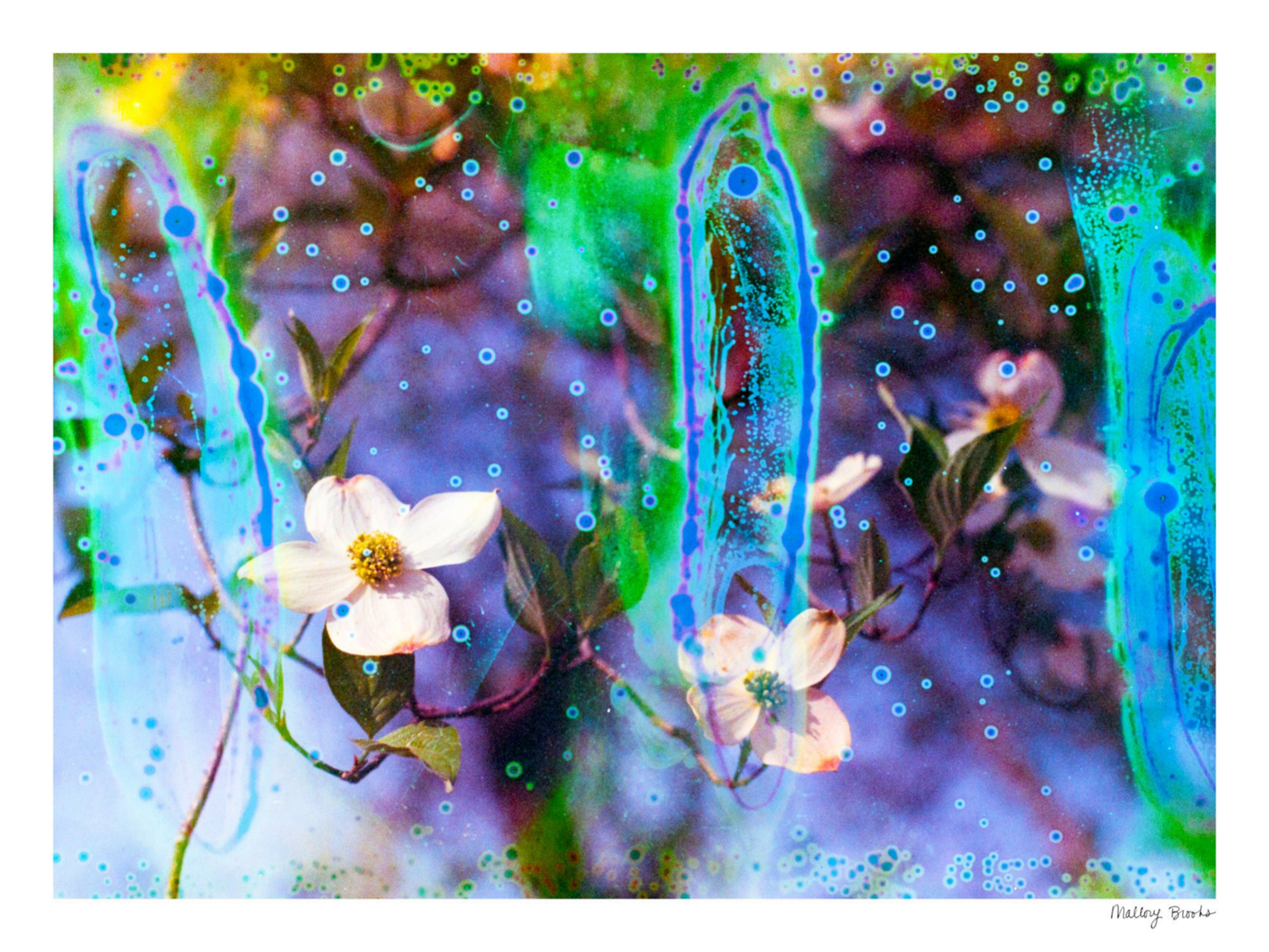 Electric Dogwoods No. 9
