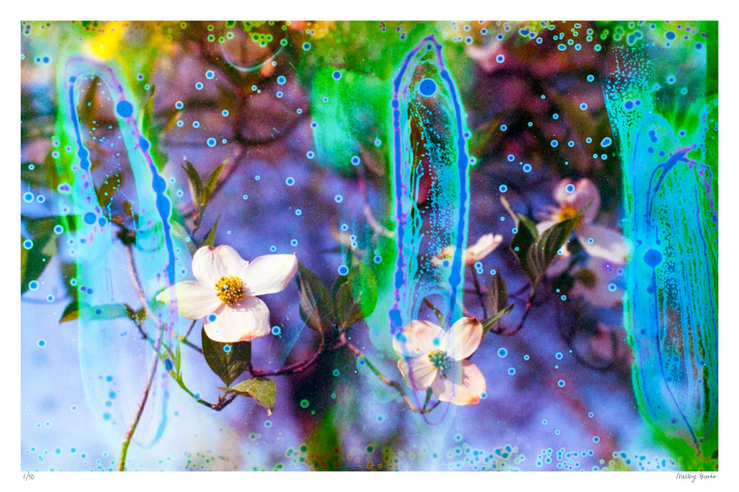 Electric Dogwoods No. 9