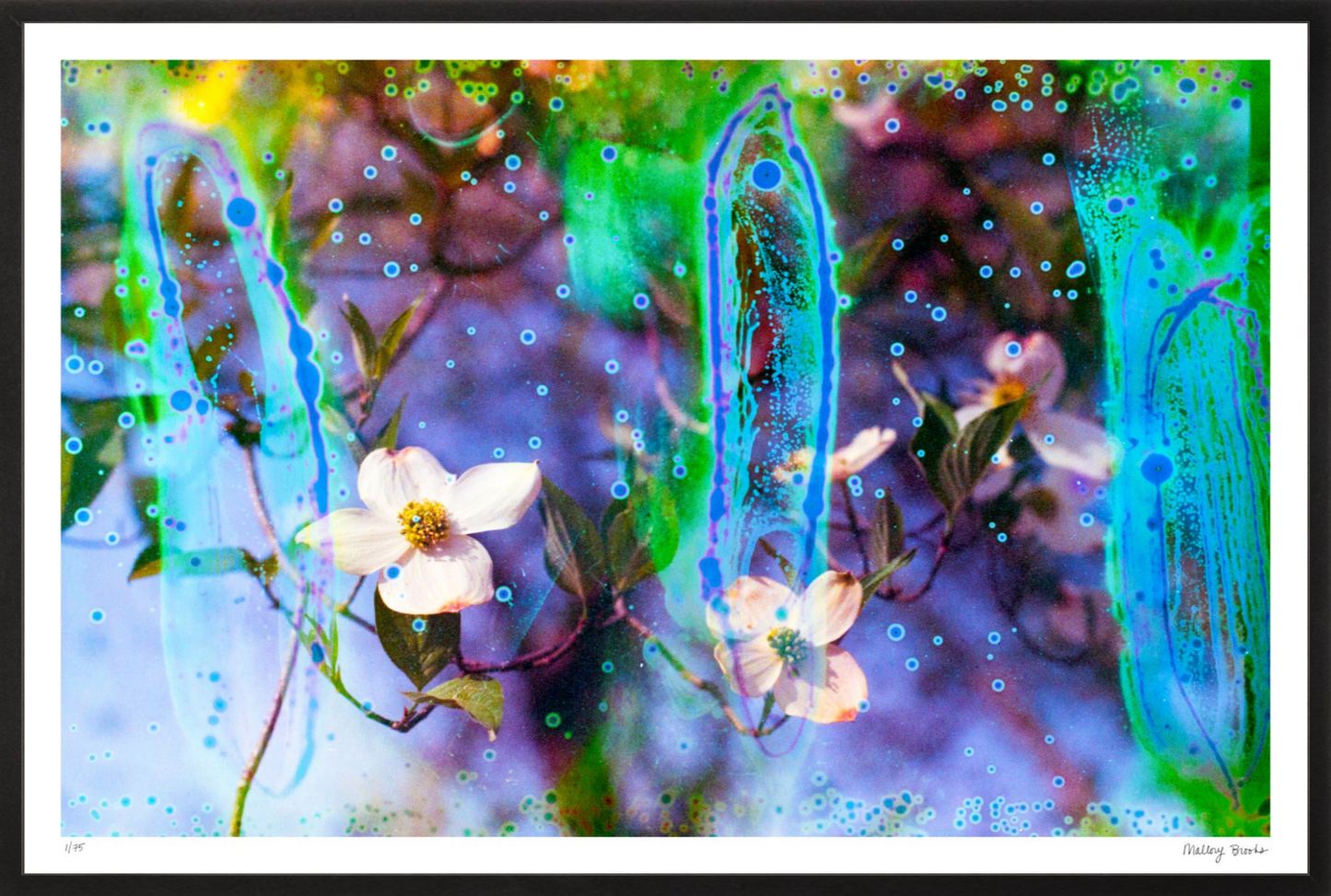 Electric Dogwoods No. 9