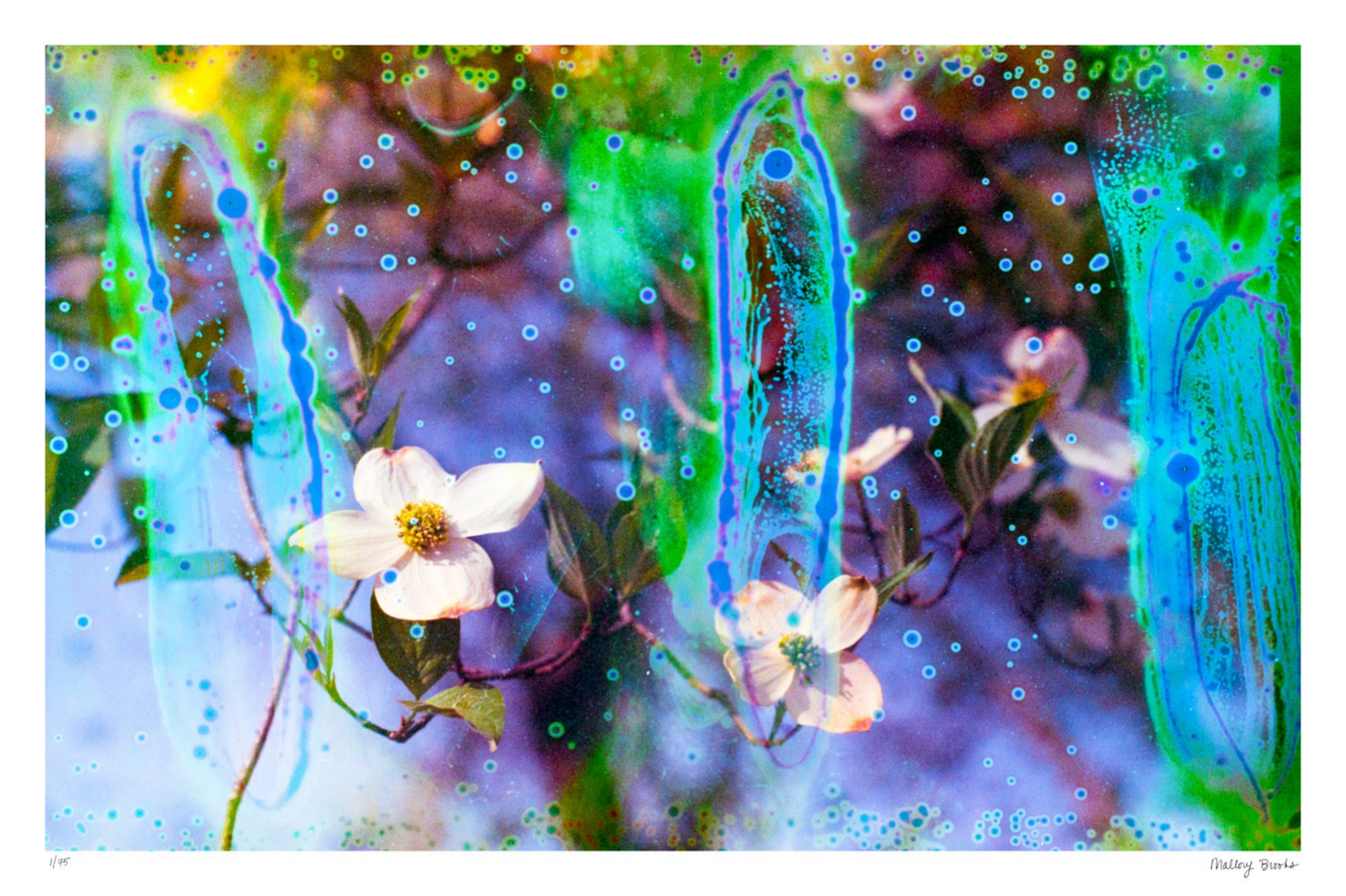 Electric Dogwoods No. 9