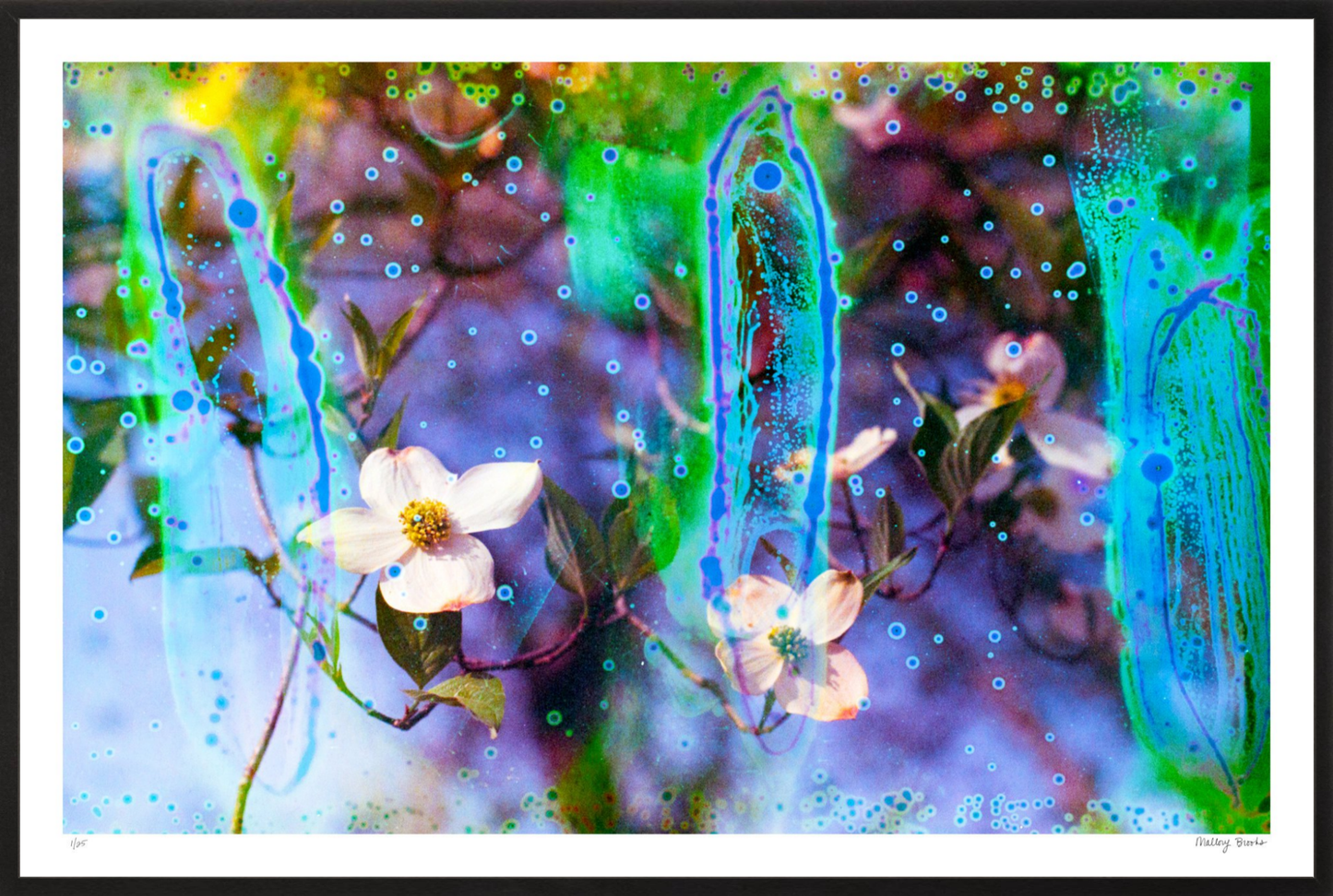 Electric Dogwoods No. 9